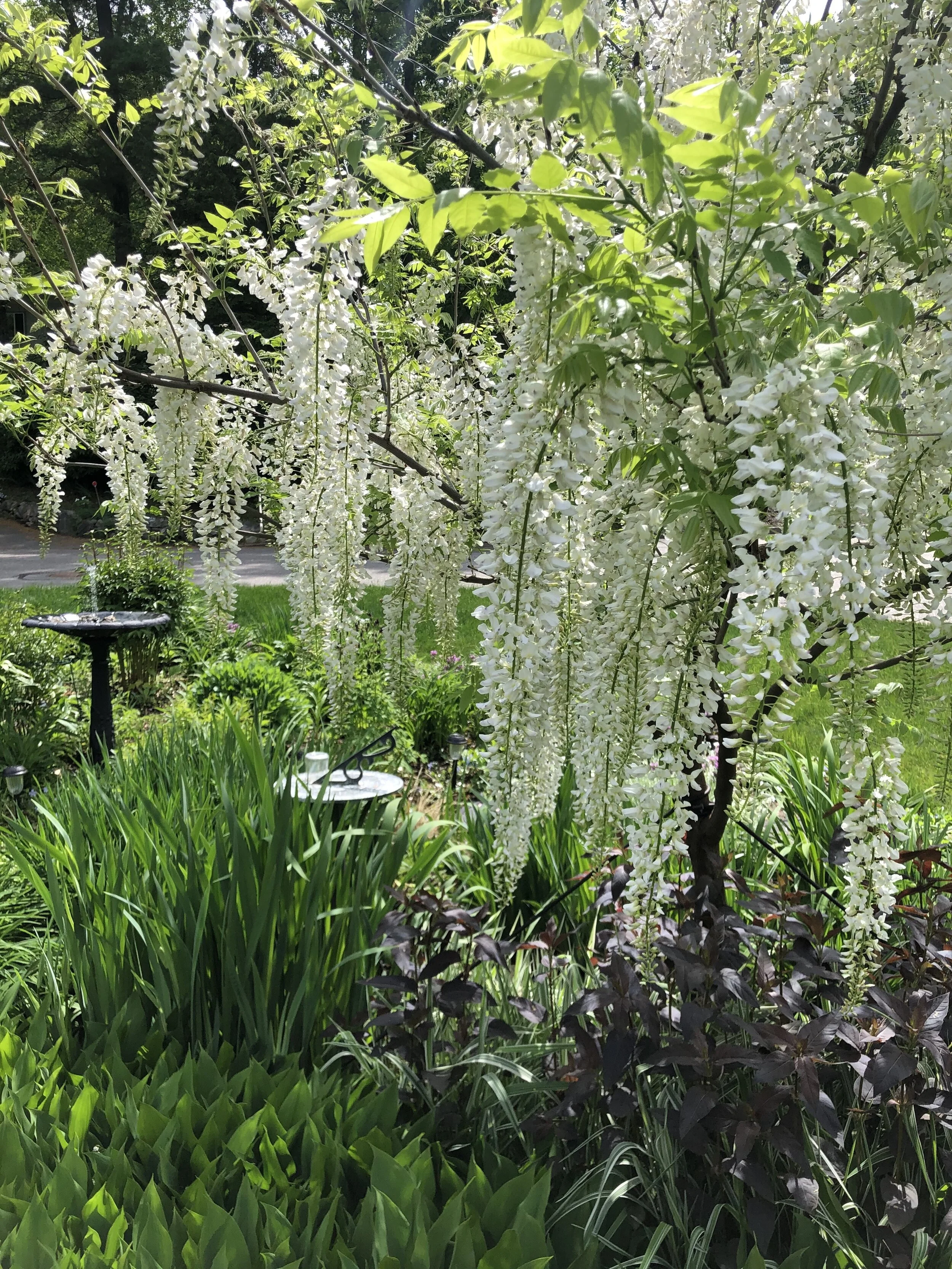 Wisteria Blooms