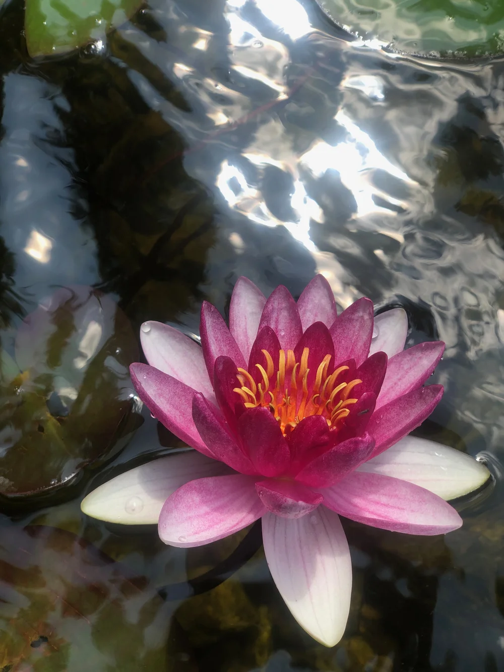 Pink Water Lily