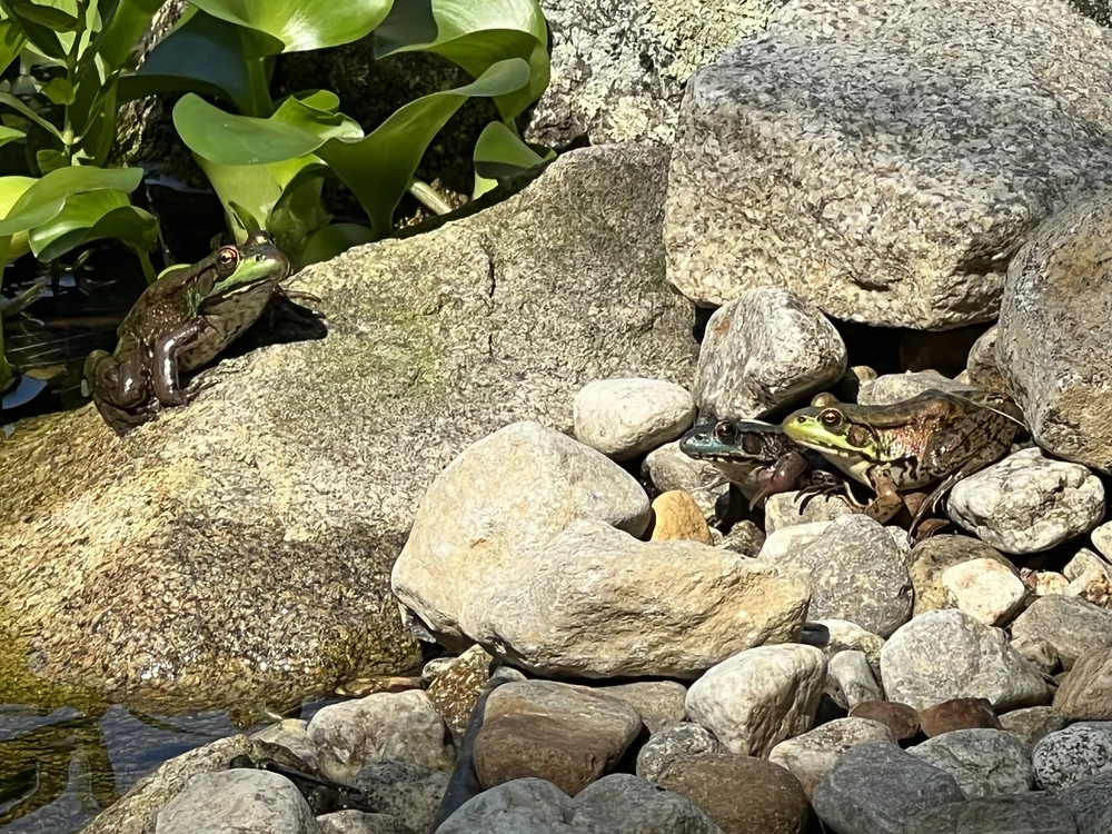 Four Frogs (can you find them?)