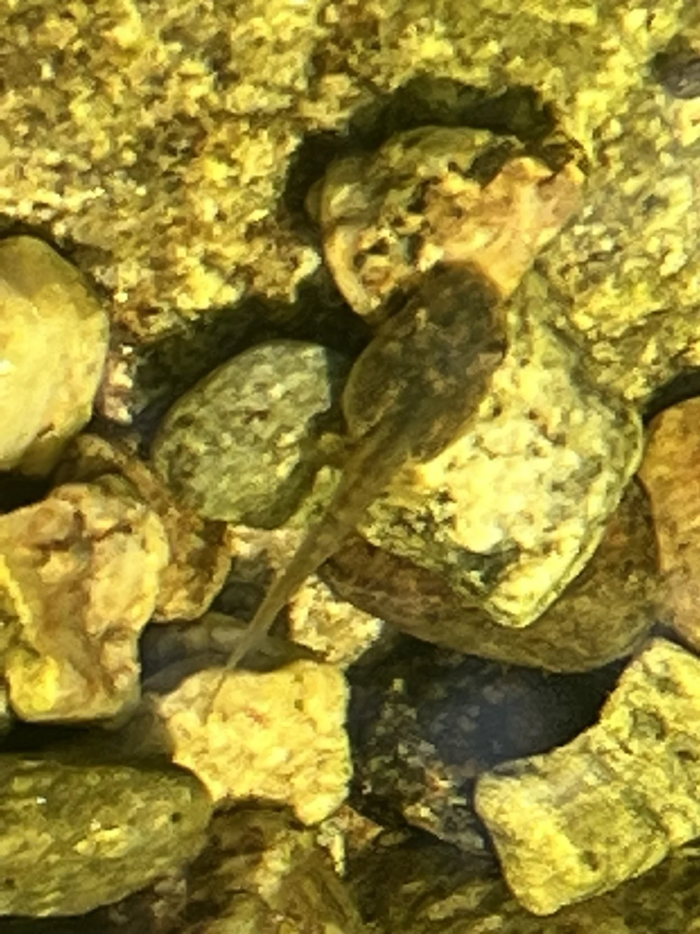 Tadpole with Legs