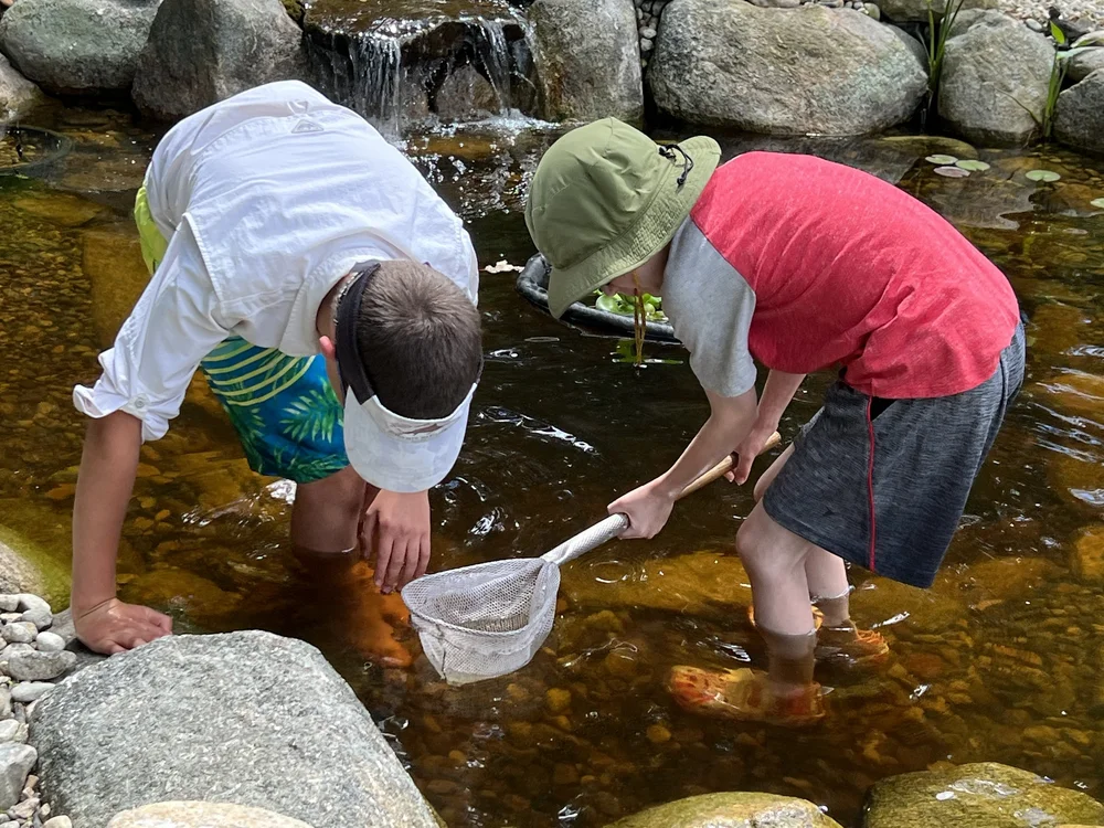 Catching (and Releasing) Tadpoles