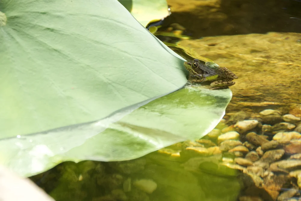 Frog and Lotus Leaf