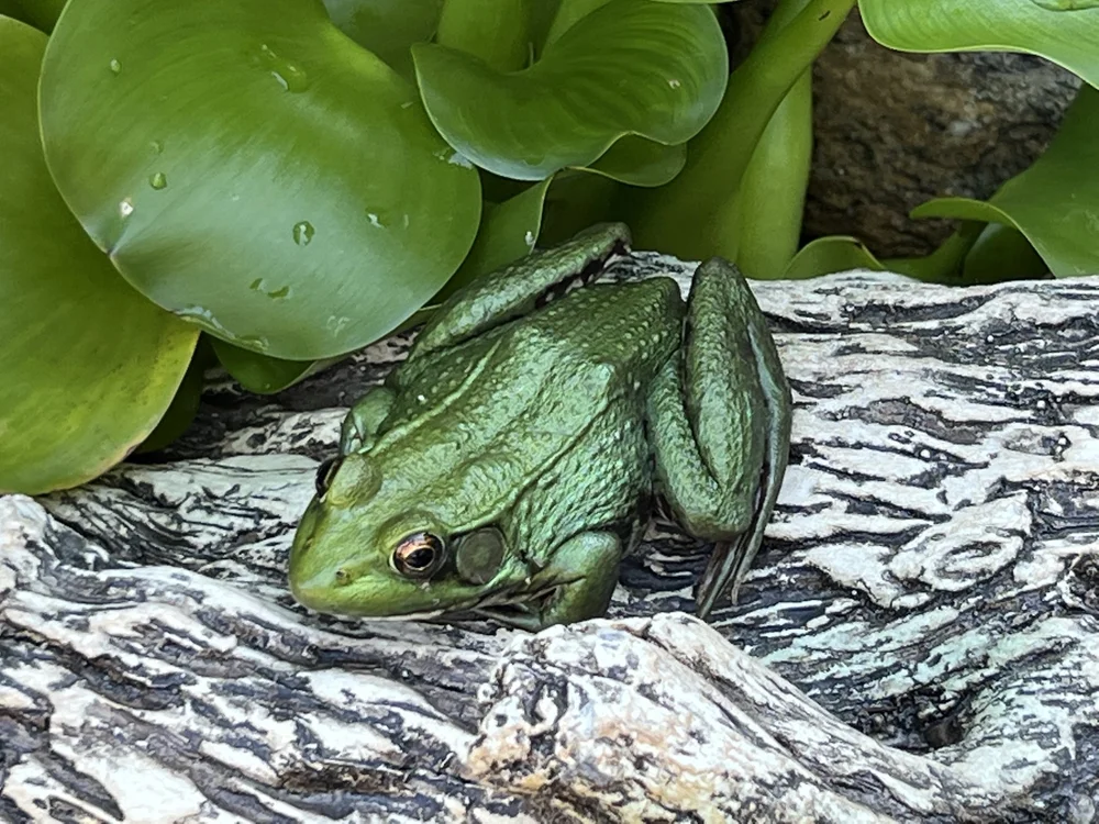 Wicked Green