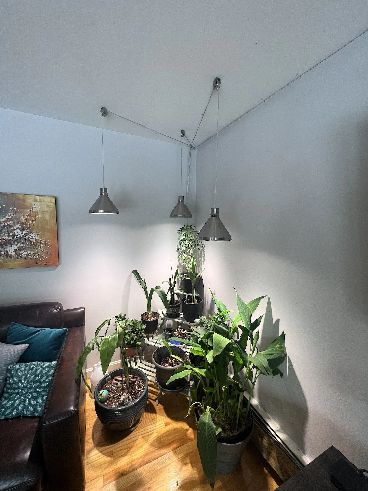 Plant Corner