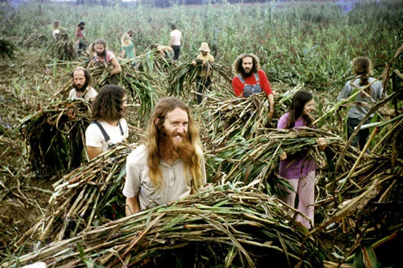 Harvest at The Farm, mid-1970s