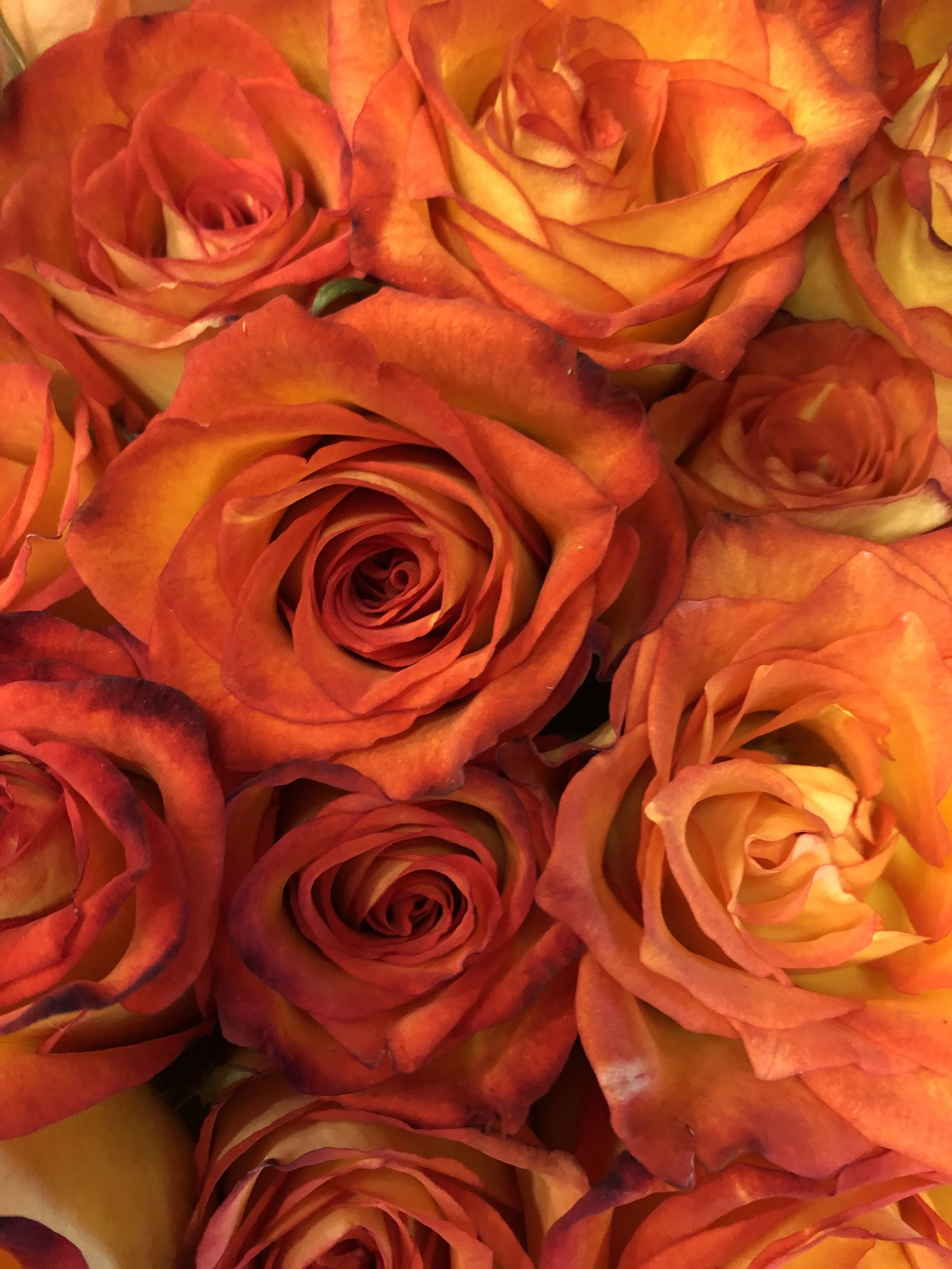 Your Survival Rate is 100%