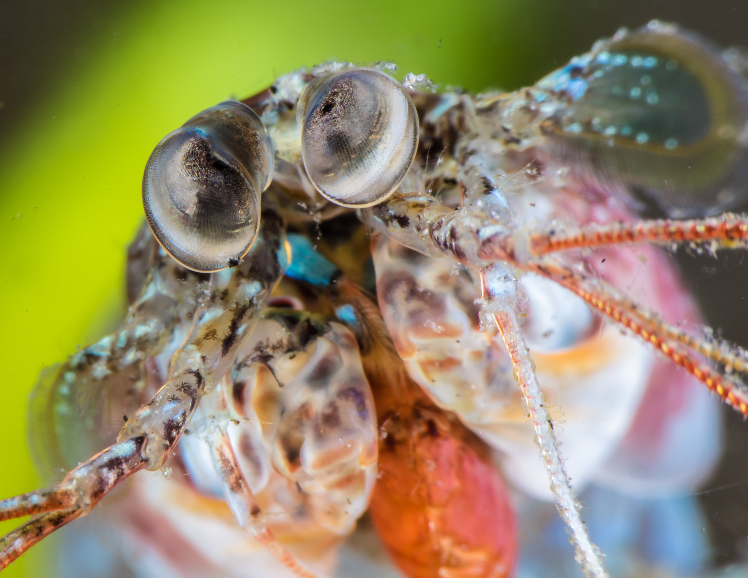 Small Mantis Shrimp 