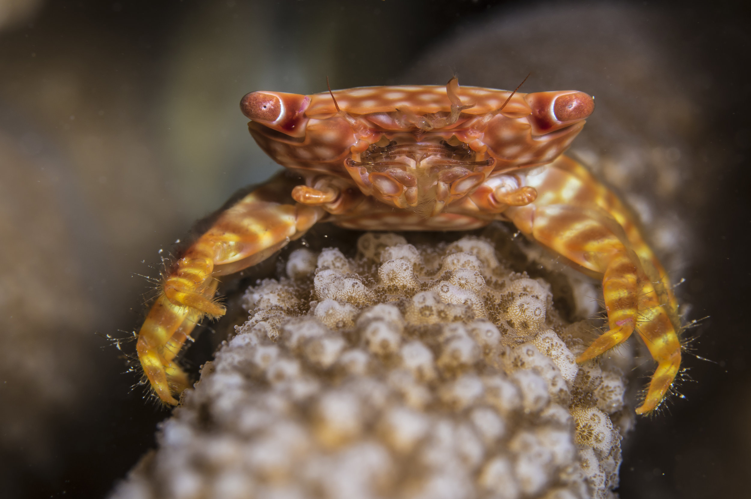 Clawless Crab