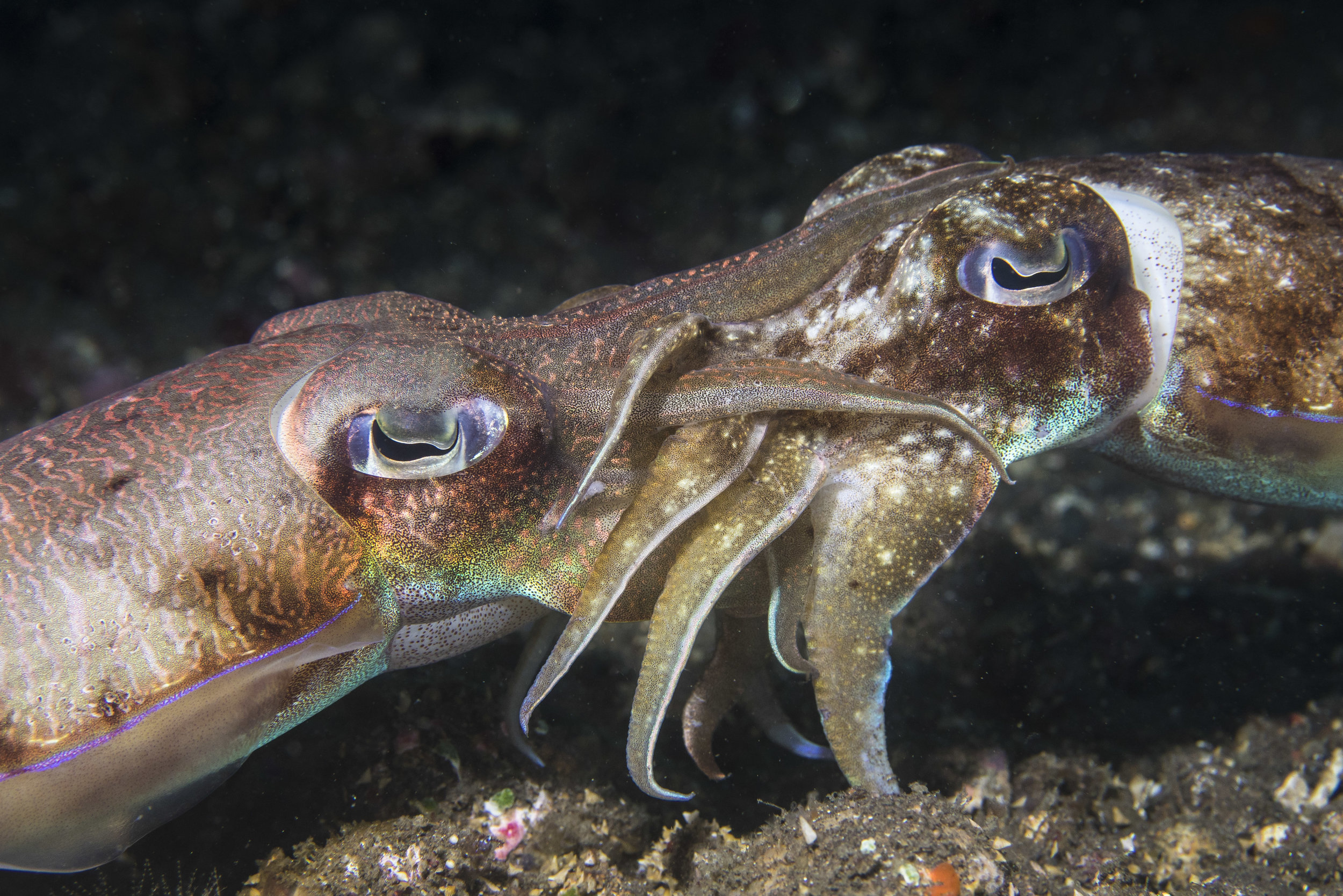 Mating Cuttlefish 