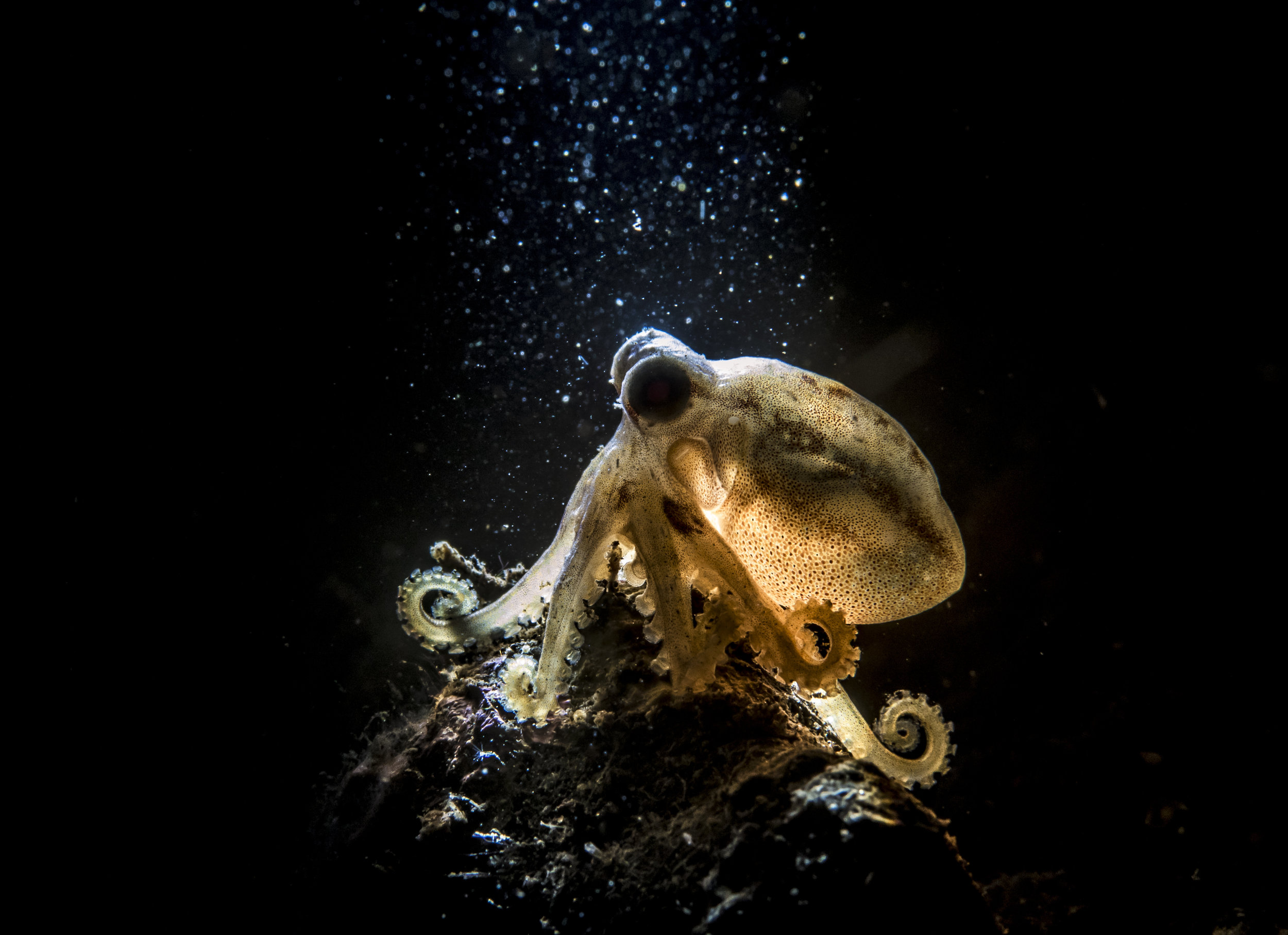 Backlit Mototi Octopus 