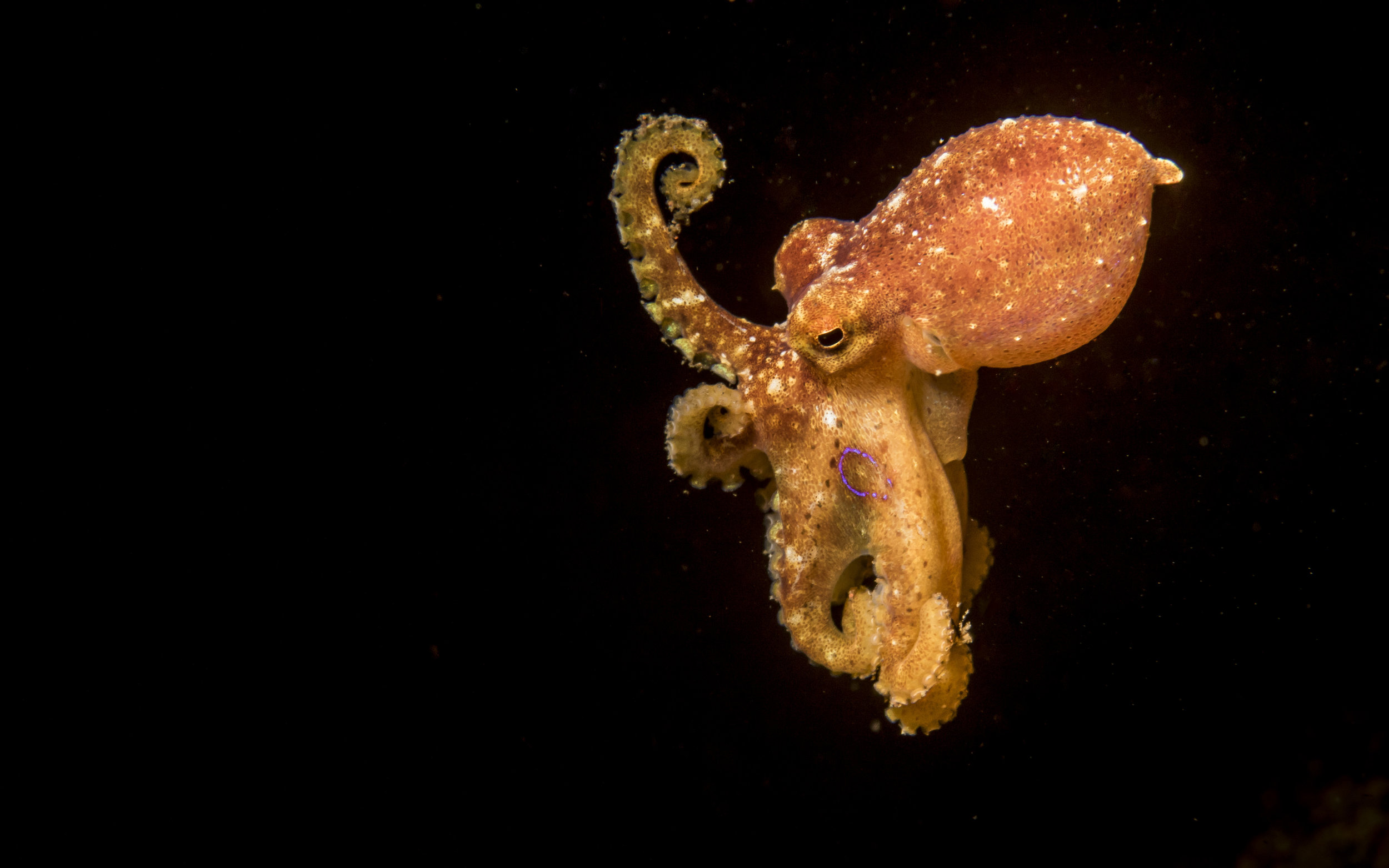 Mototi Octopus hunting at night 