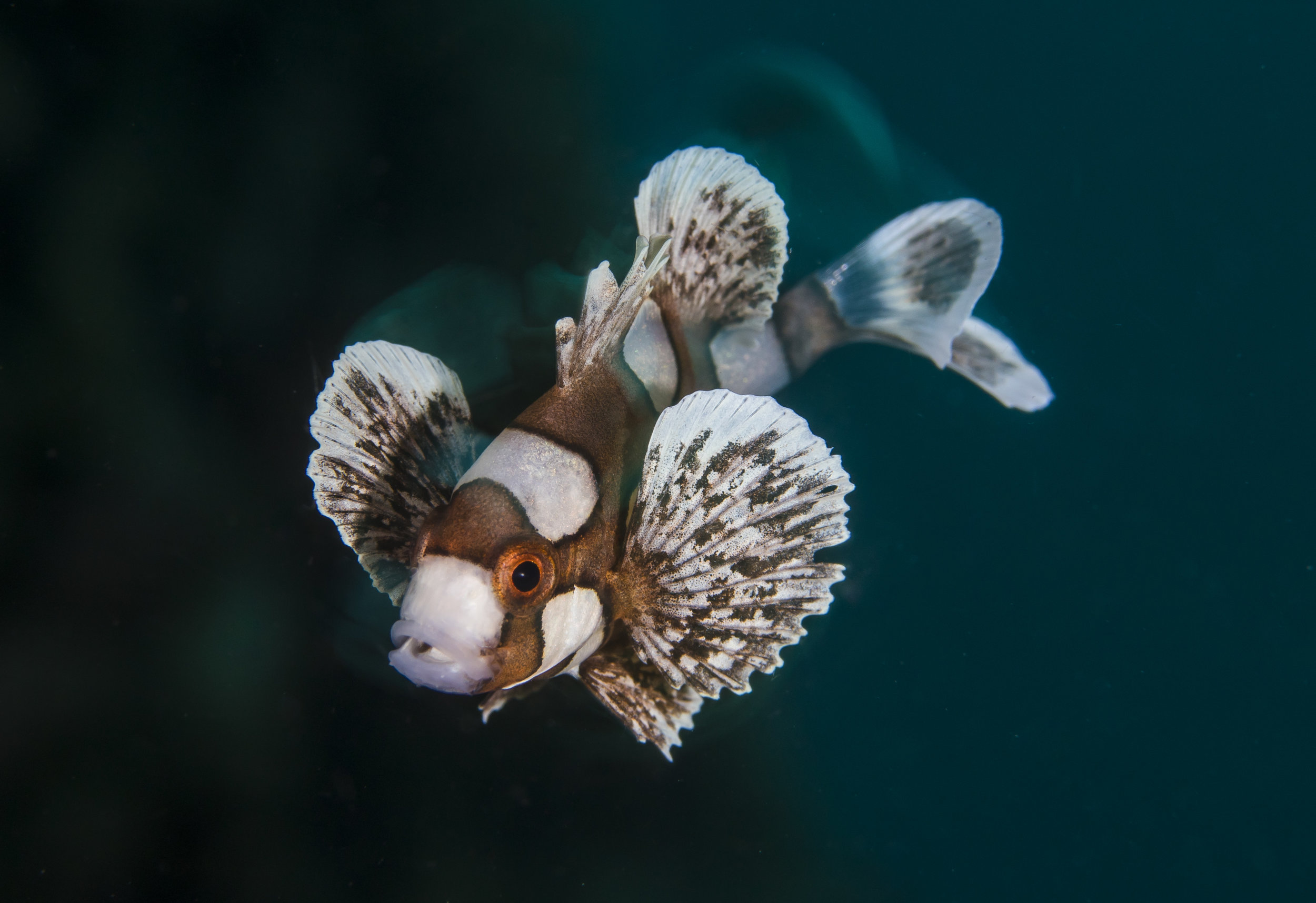 Juvenile Sweetlips 