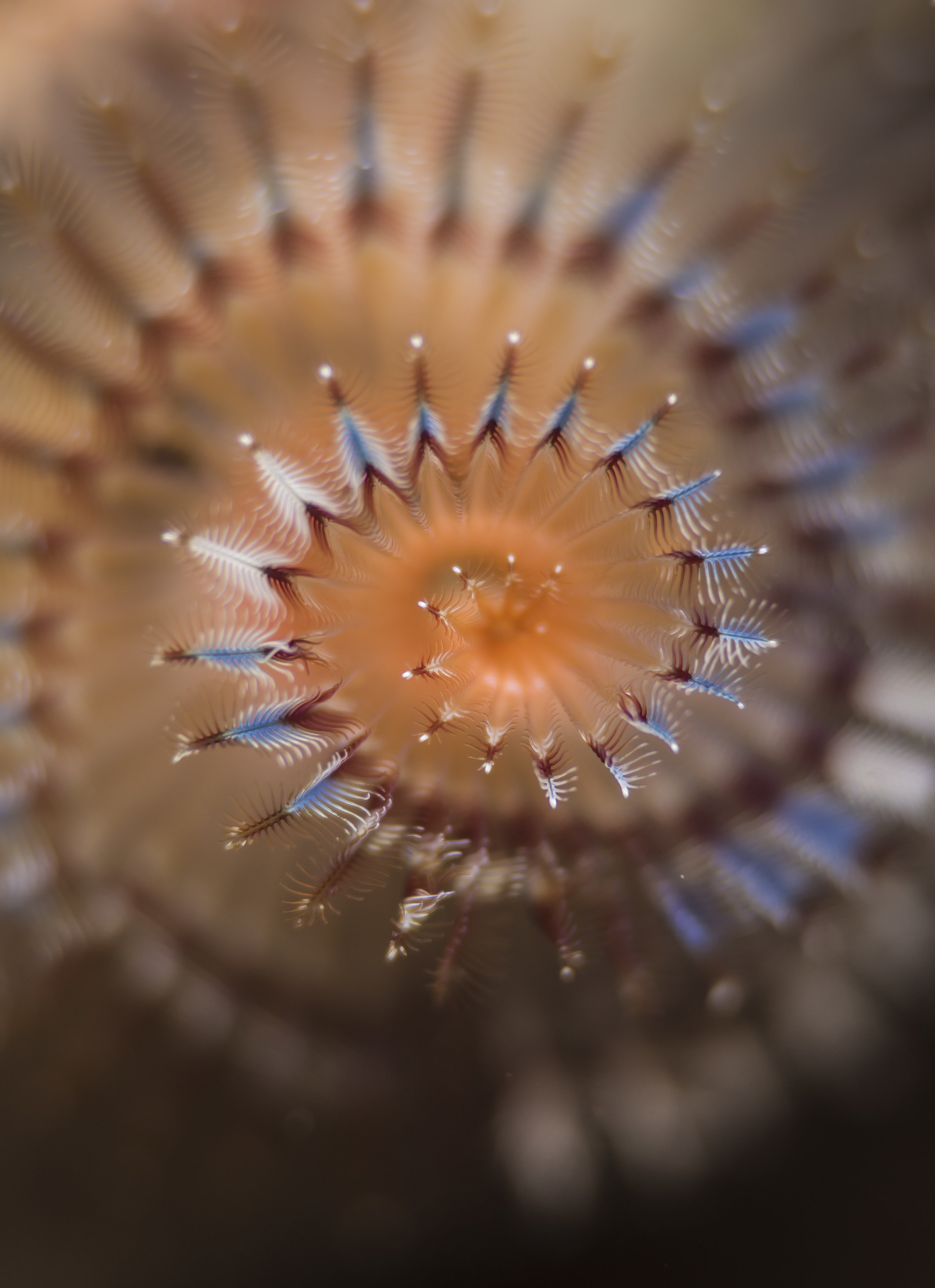 Tube Worm Spirals 