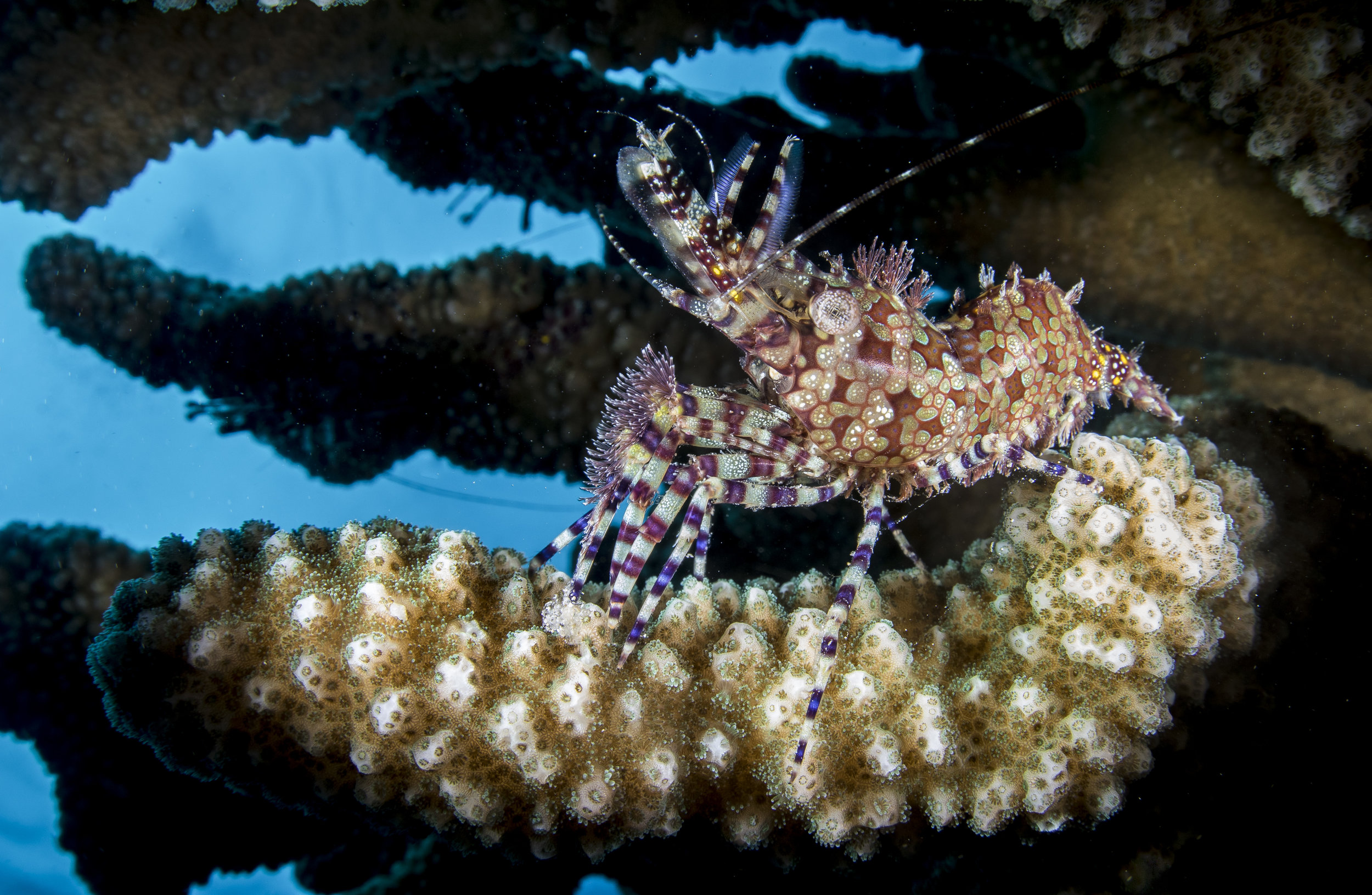 Female Saron Shrimp 