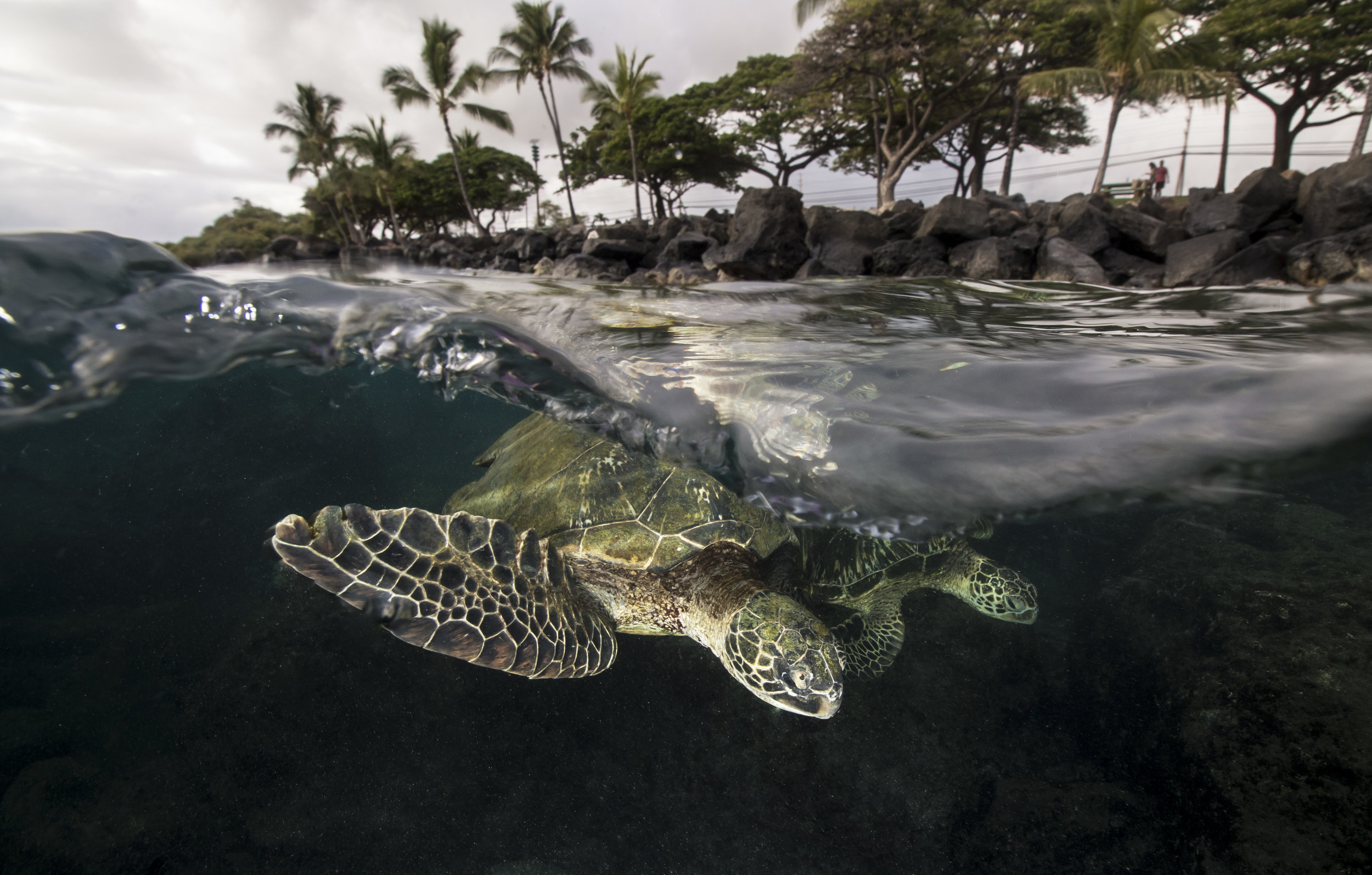 Two Turtles in Lahaina, Maui 