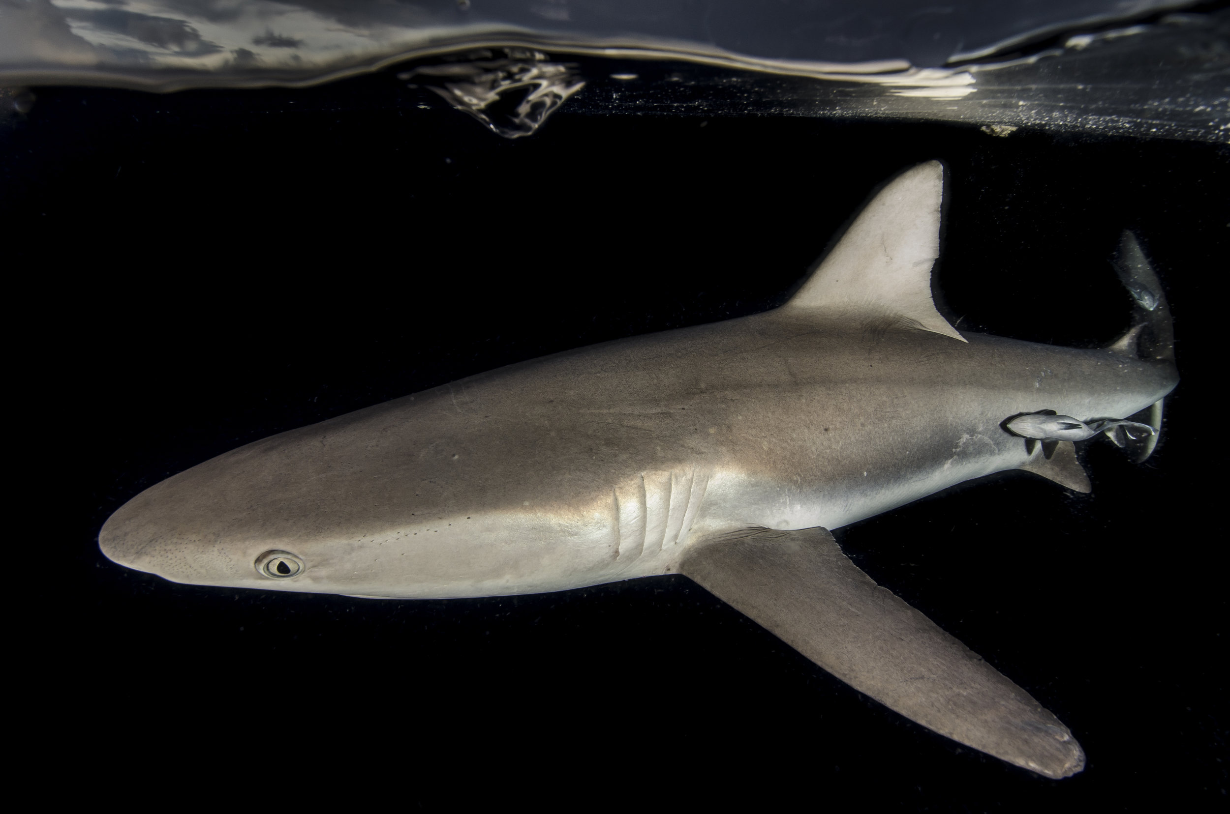 Gray Reef Shark, Papua New Guinea 