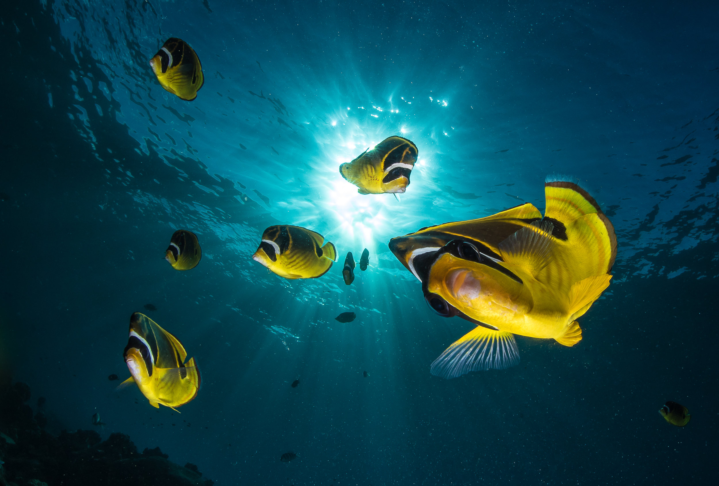 Butterflyfish in Kauai 