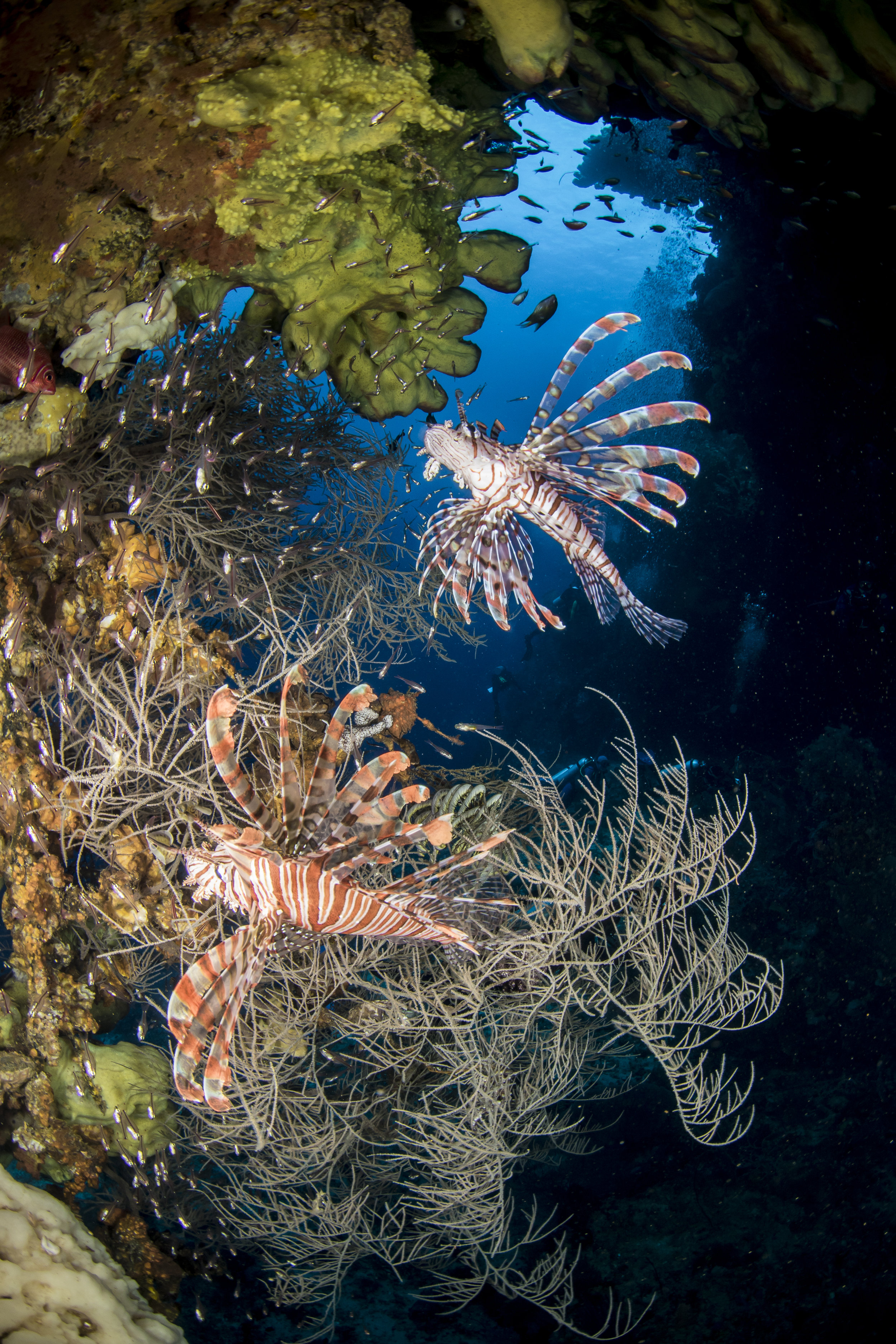 Lionfish in Ambon, Indonesia 