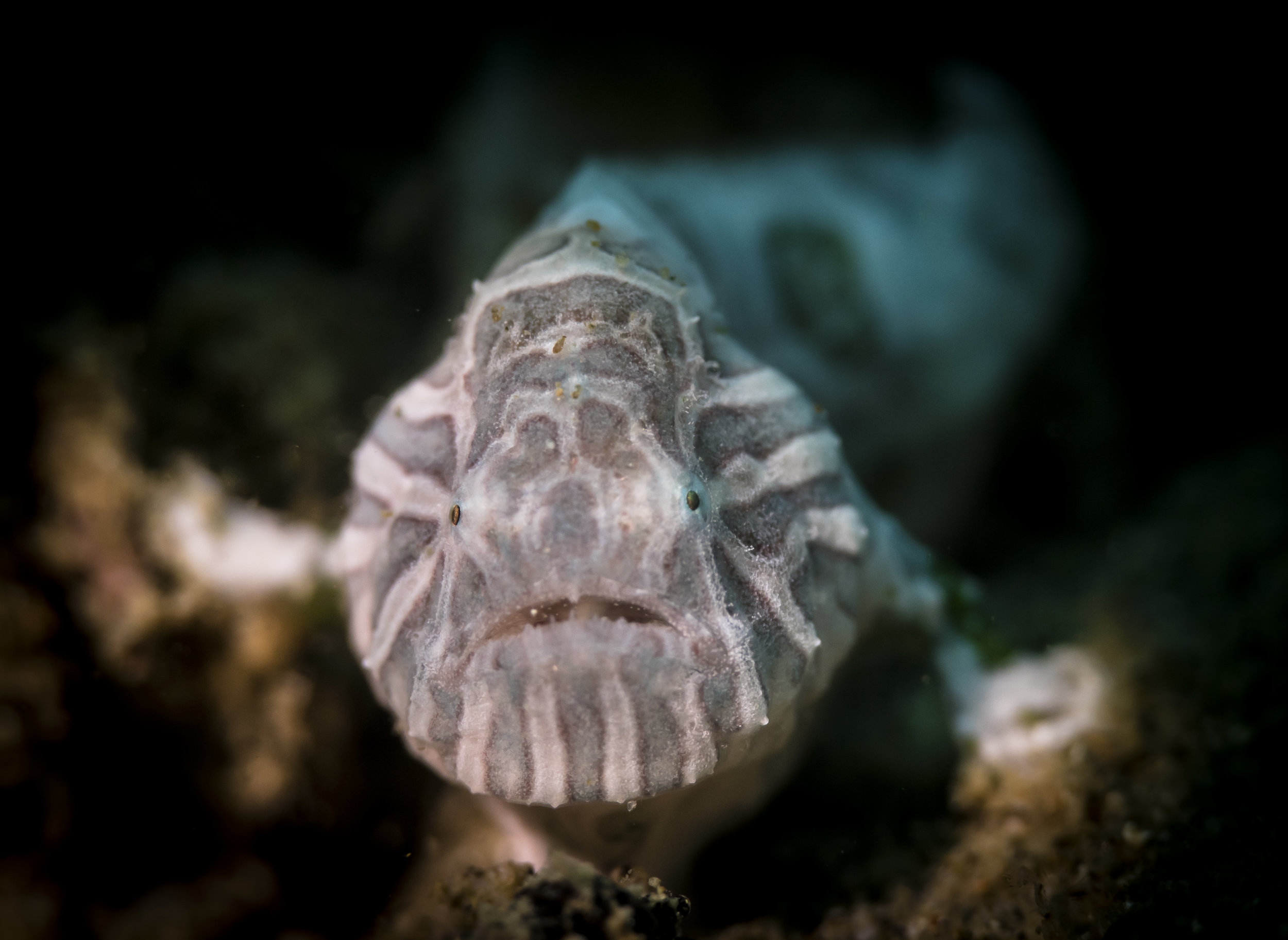 Juvenile Psychedelic Frogfish 