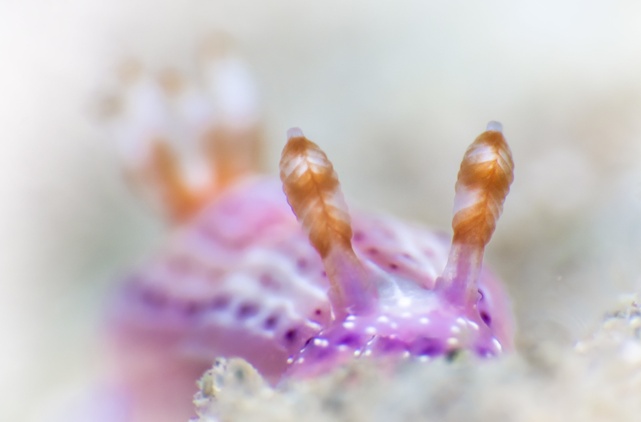 Hypseledoris Nudibranch 