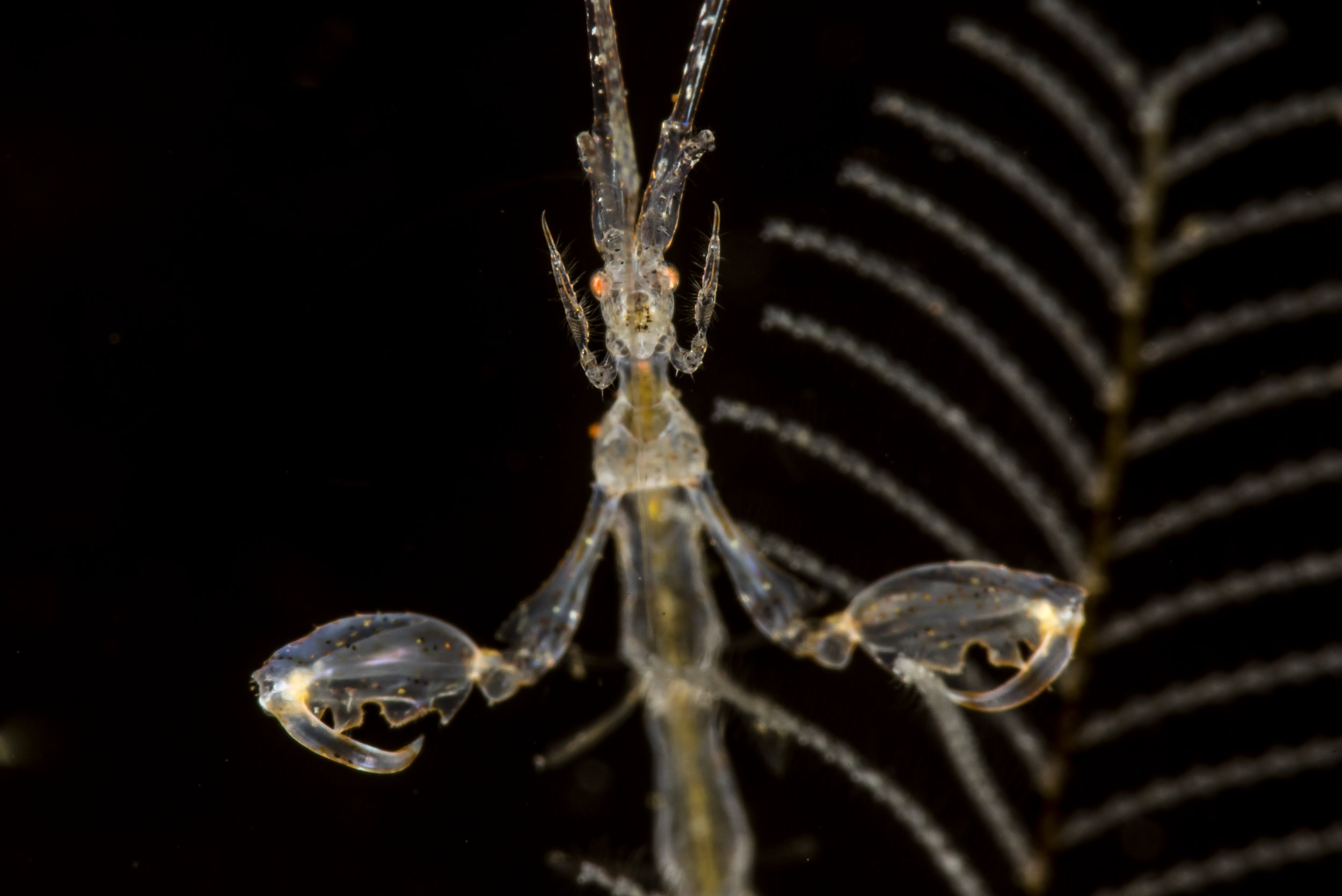 Skeleton Shrimp 