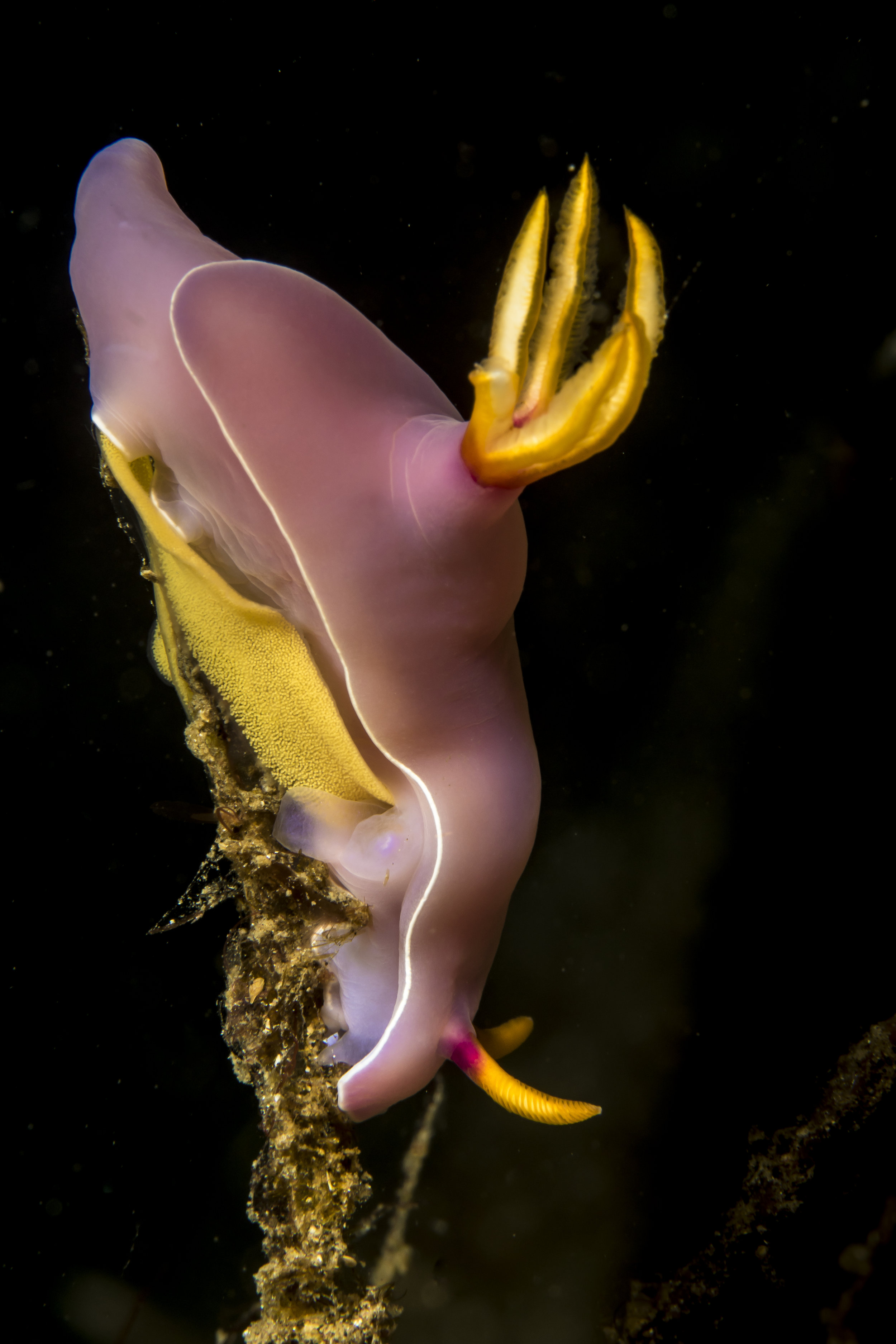 Nudibranch laying eggs 