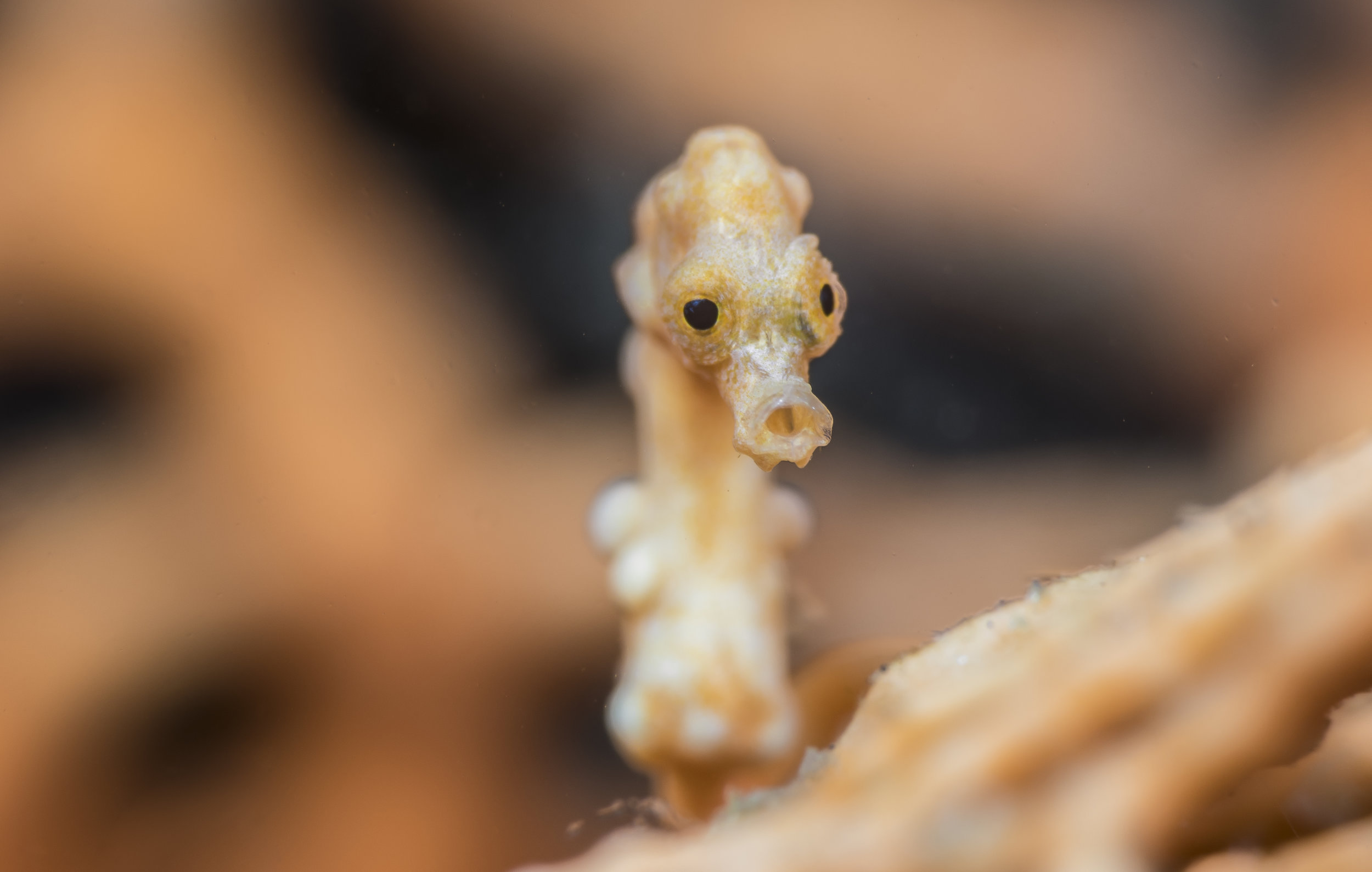 Pygmy Seahorse 