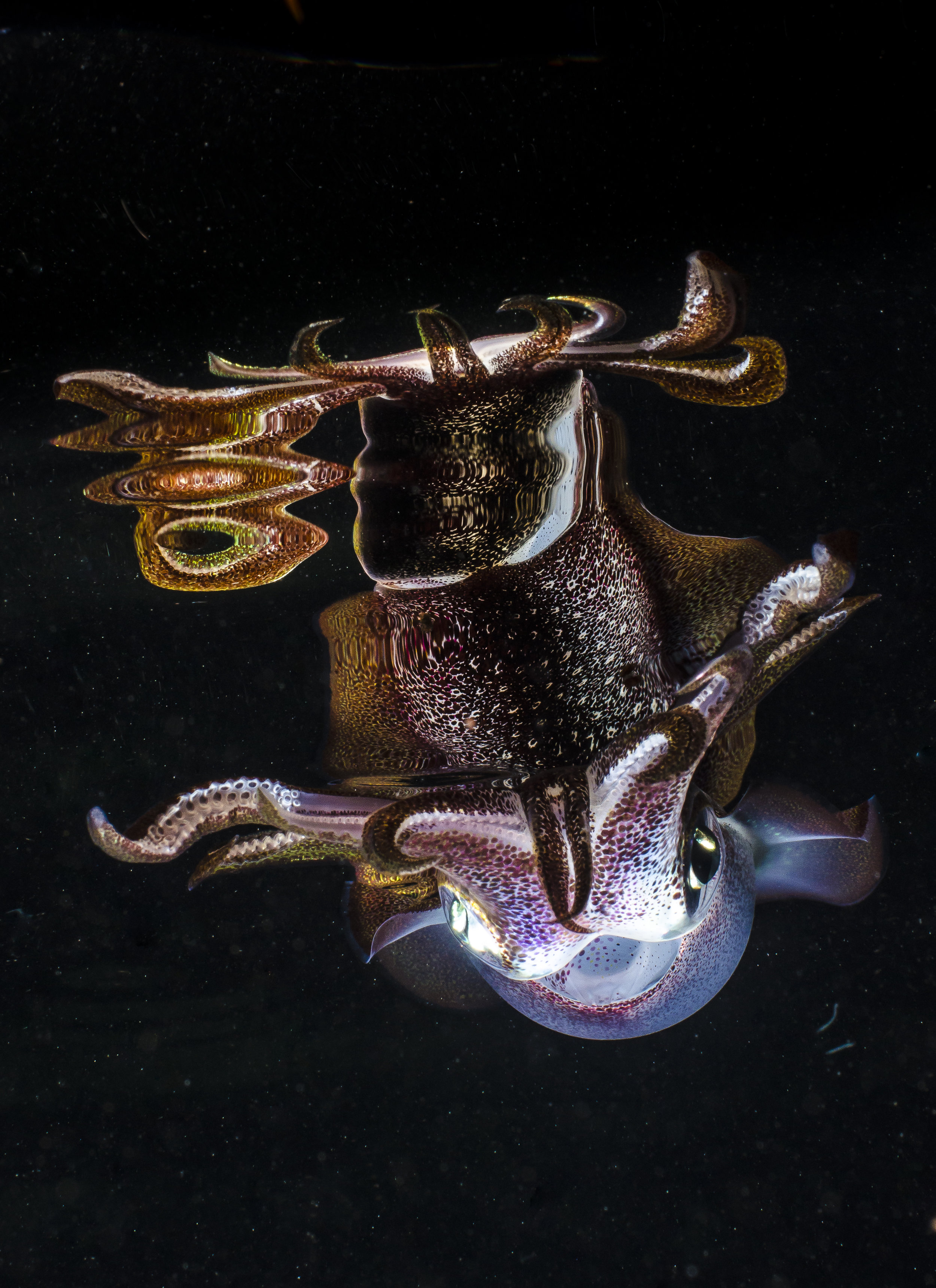 Squid with Reflection 