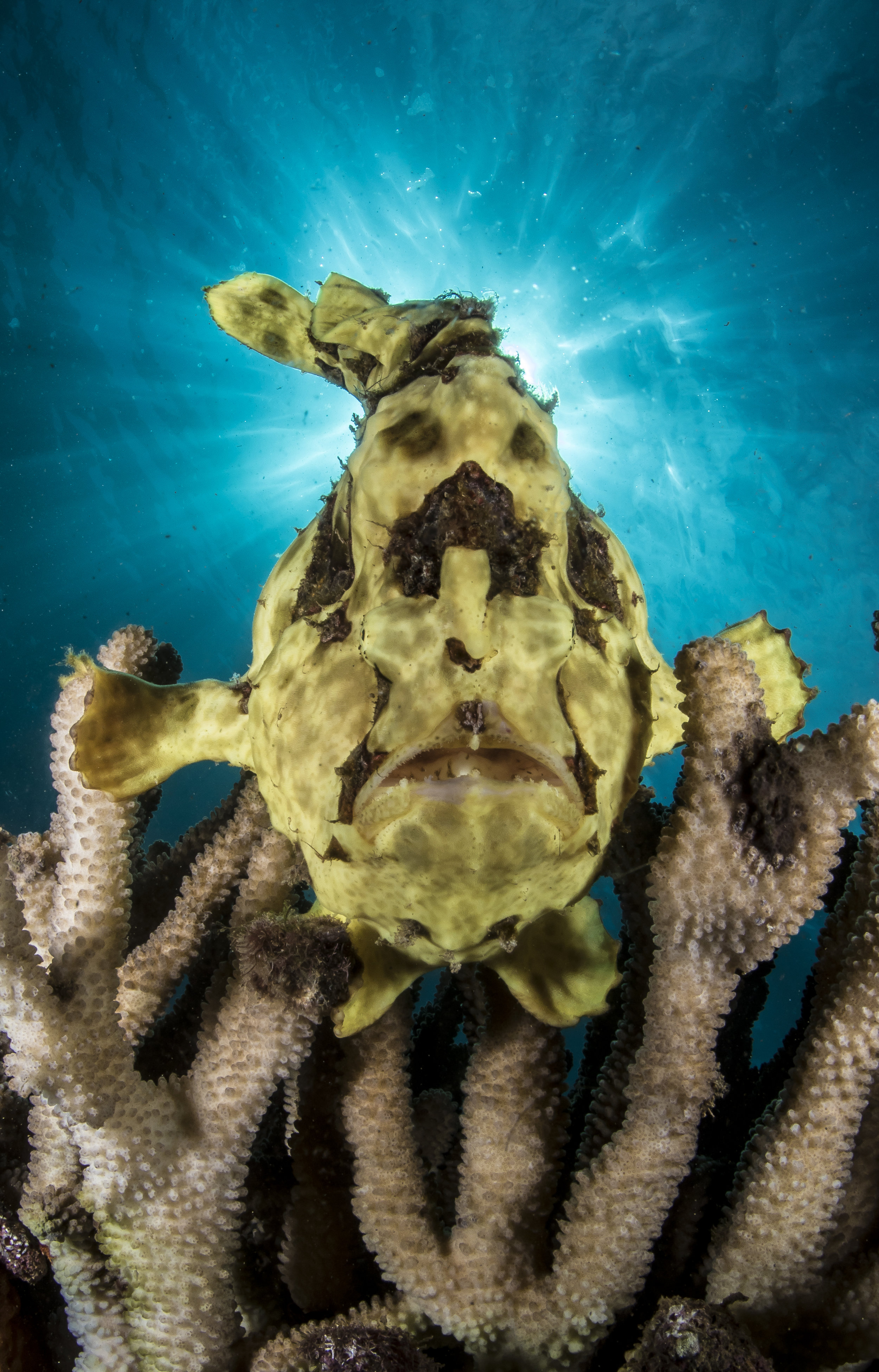 Frogfish in the Sun 