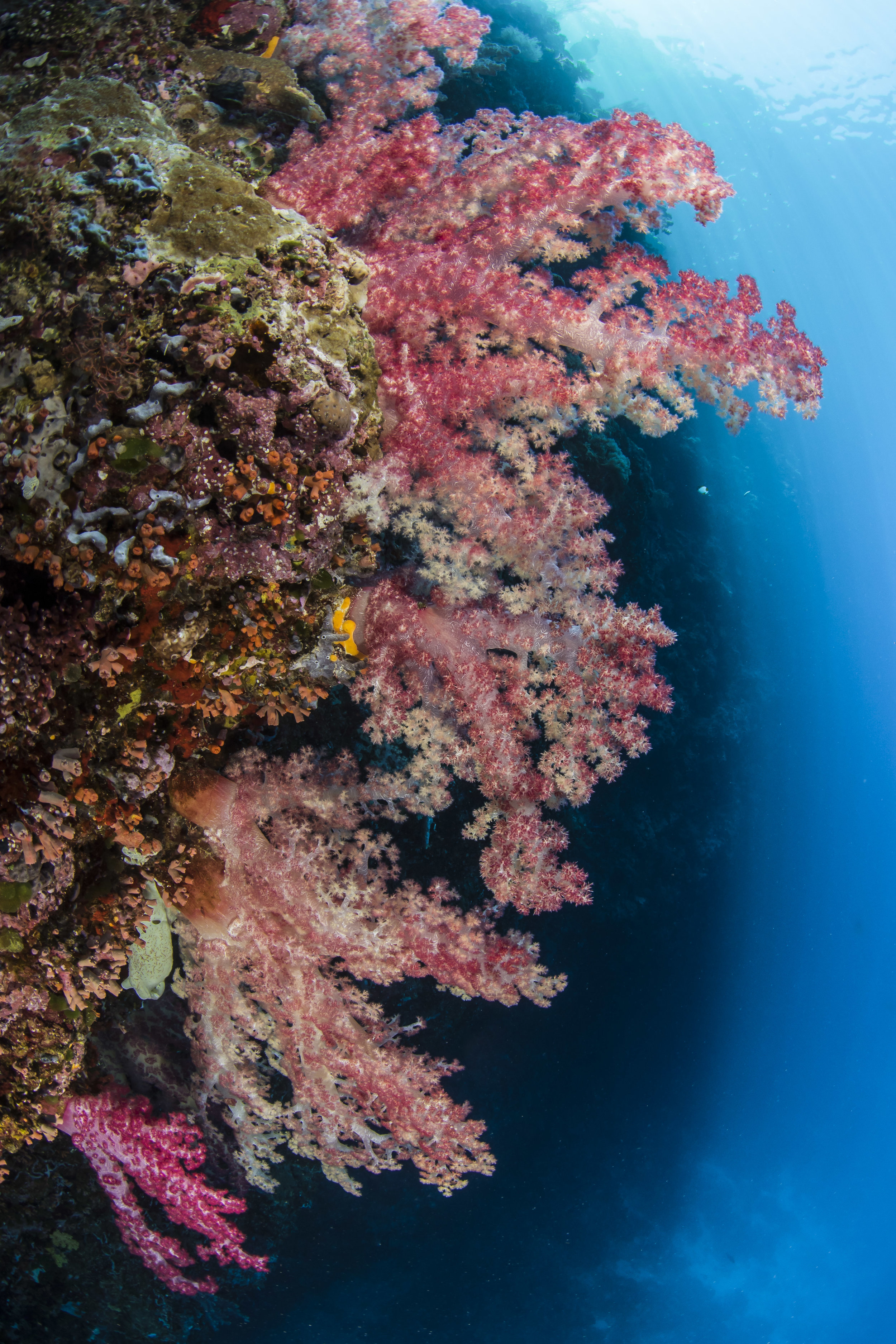 Soft Corals, Palau 