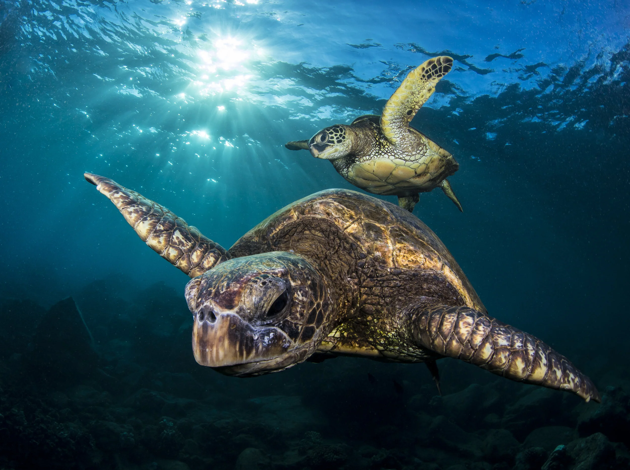 Honu Generations