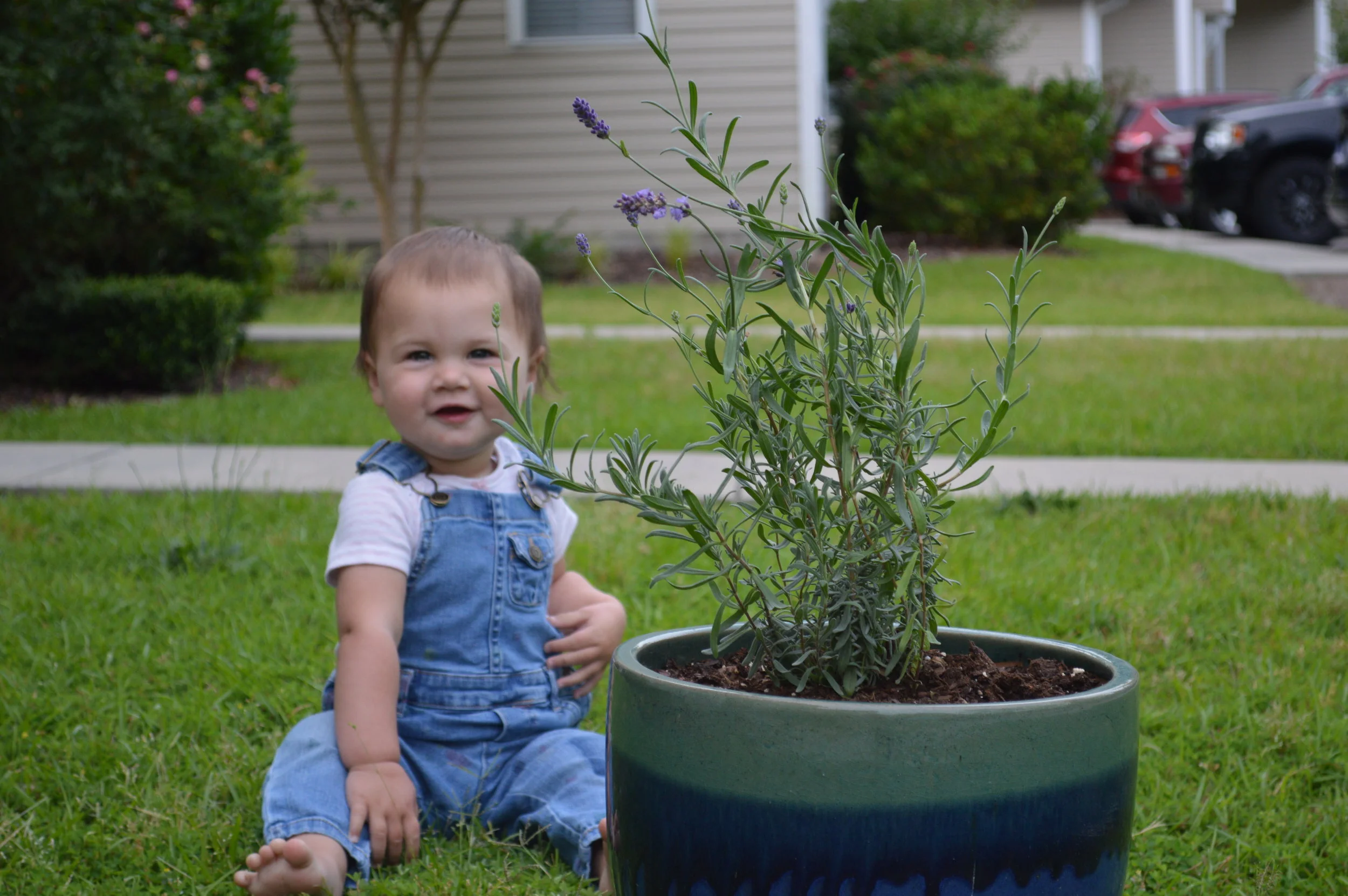 Growing Lavender:  Part II