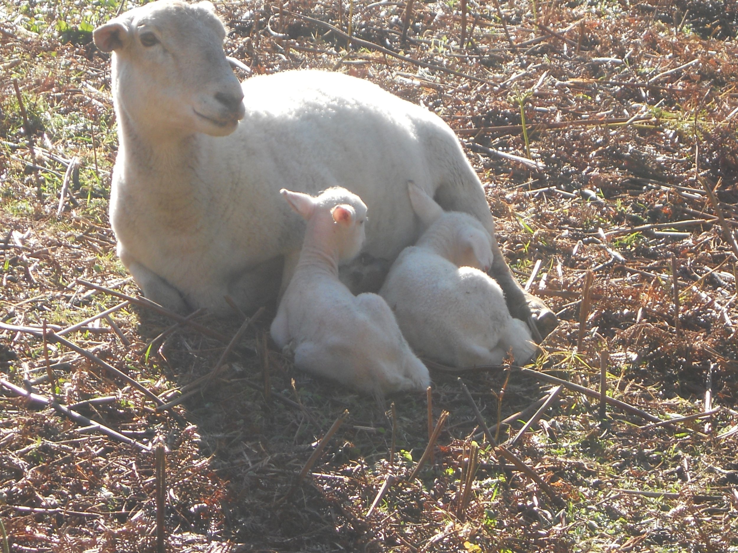 Lamb photos August 8 002.jpg