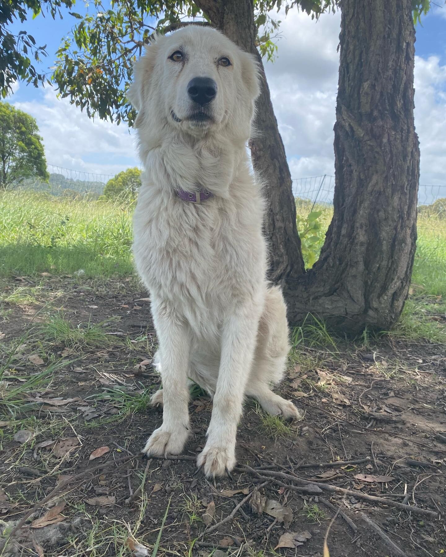 Meet the Maremma&rsquo;s; Torvi and our new (rehomed ex city Maremma) Willow. Torvi is an experienced livestock guardian and has been helping Willow settle into her new job. Willow has been introduced to chickens and will be meeting the bigger flock 