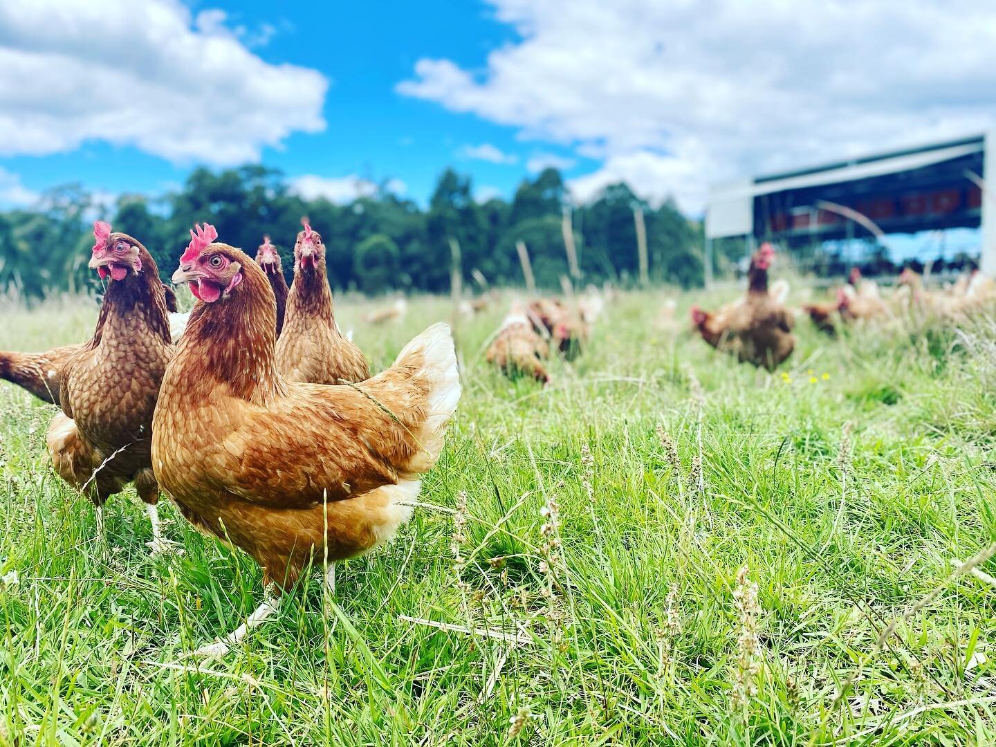 The chickens that lay the eggs!  This is a picture of our pasture raised layer set up, they are moved onto fresh grass weekly. Happy chickens and happy soil!