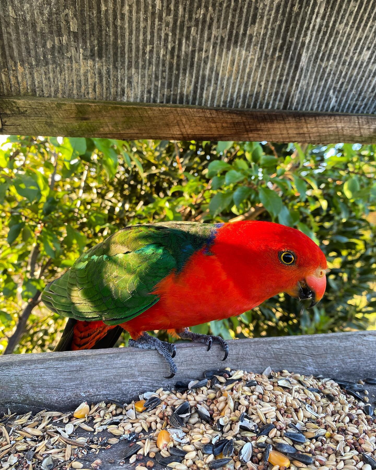 We absolutely love the bird life on our farm! This is Kingy, the kids have been super excited for his daily visits. They have been really patient and gentle and have been rewarded with his trust. Kingy now likes to feed from their hand. #kingparrot