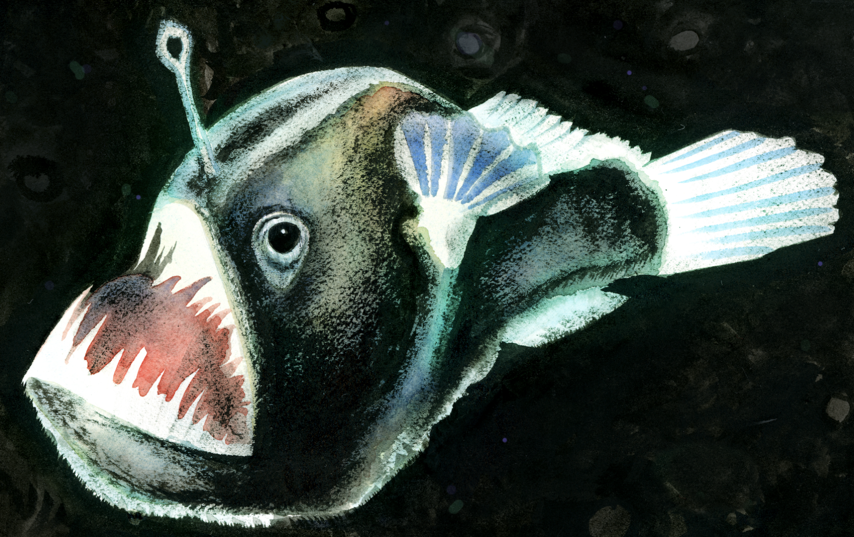 angler fish.png