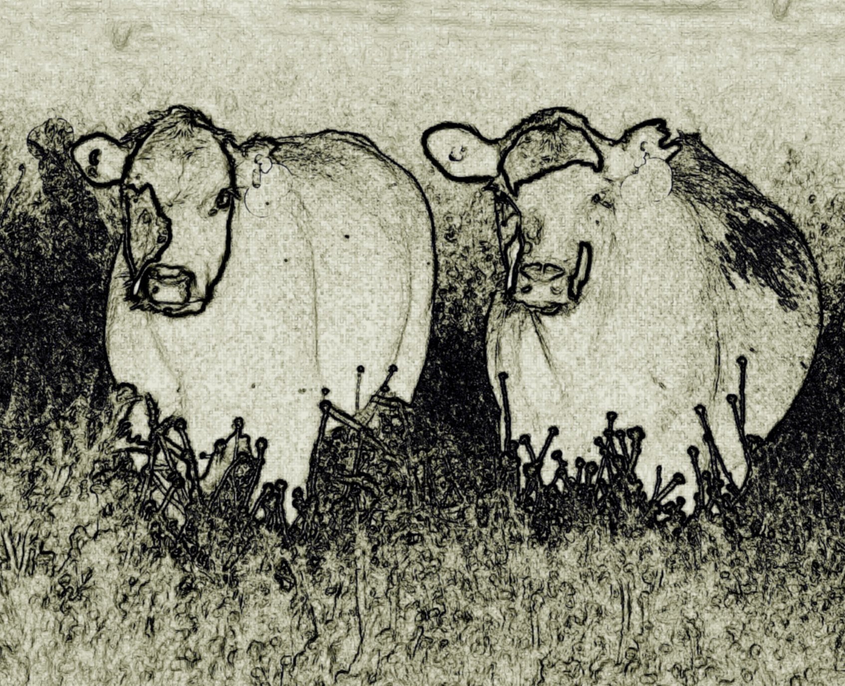 cows finis.jpg
