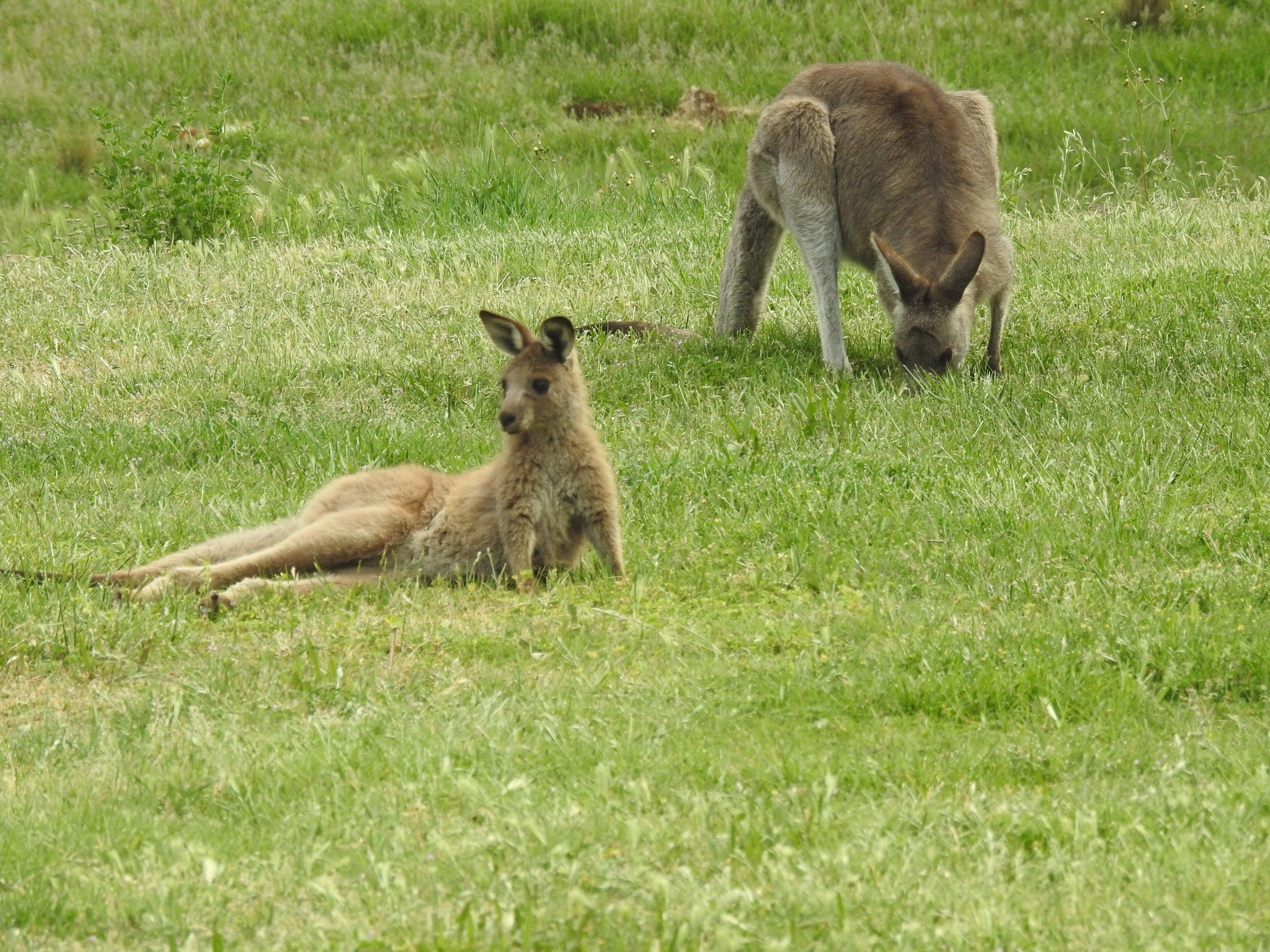 kangaroos resting bobundara.jpg