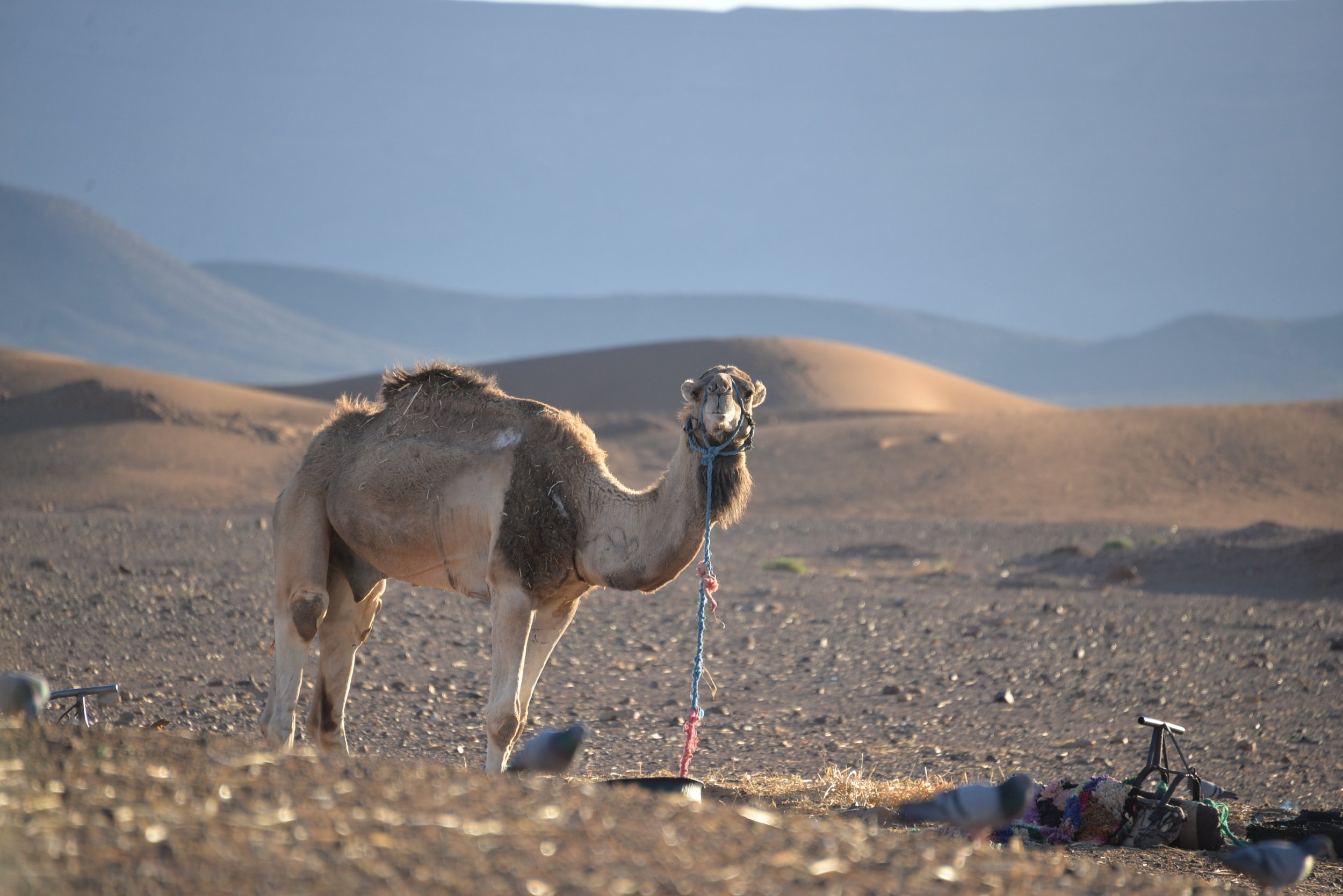 sahara camel.jpg