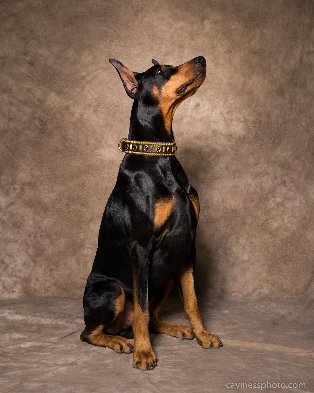 i hate my puppy so much