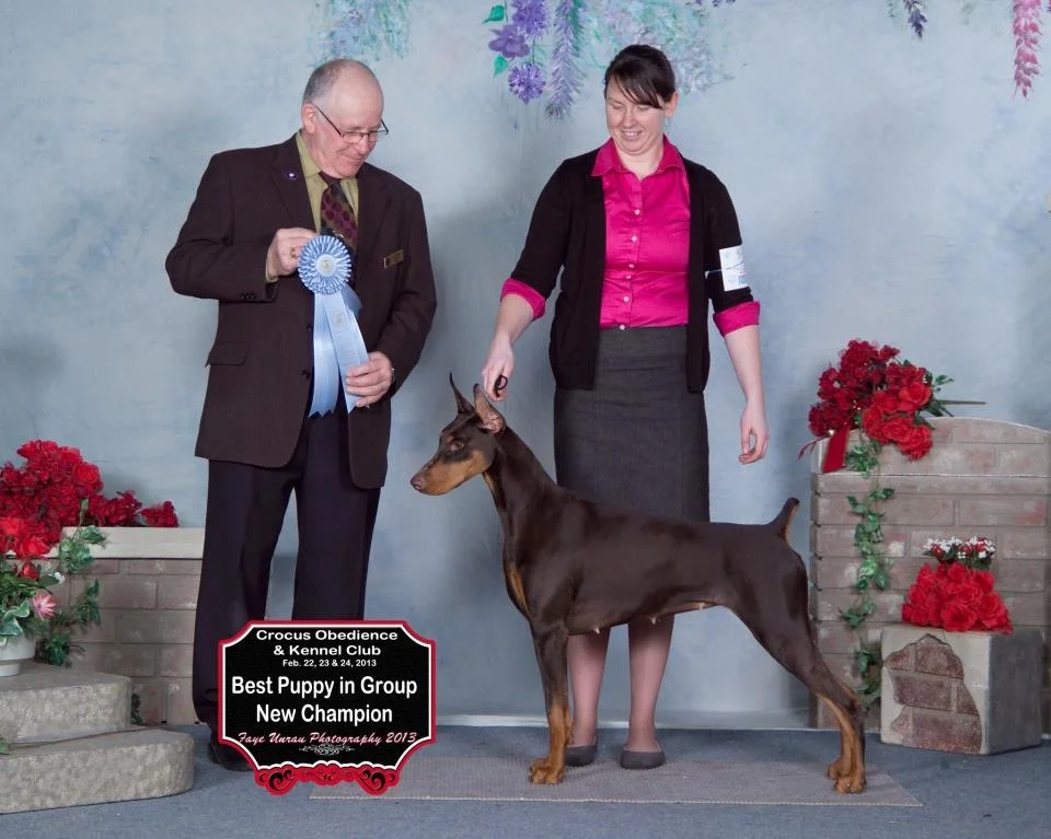 BISS AM GCH/BIS CAN GCHEx Sunburg's Sweet Emotion RN