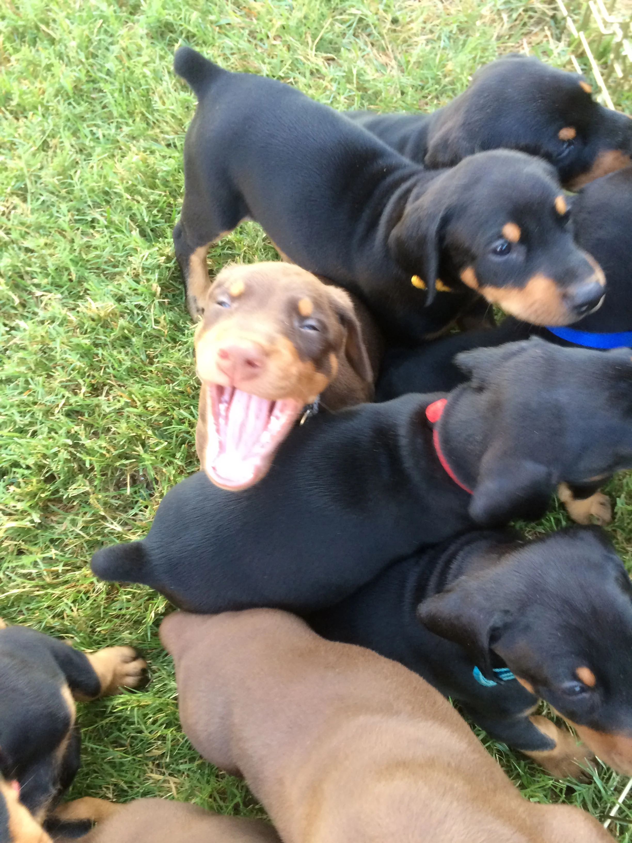 Puppy Pile