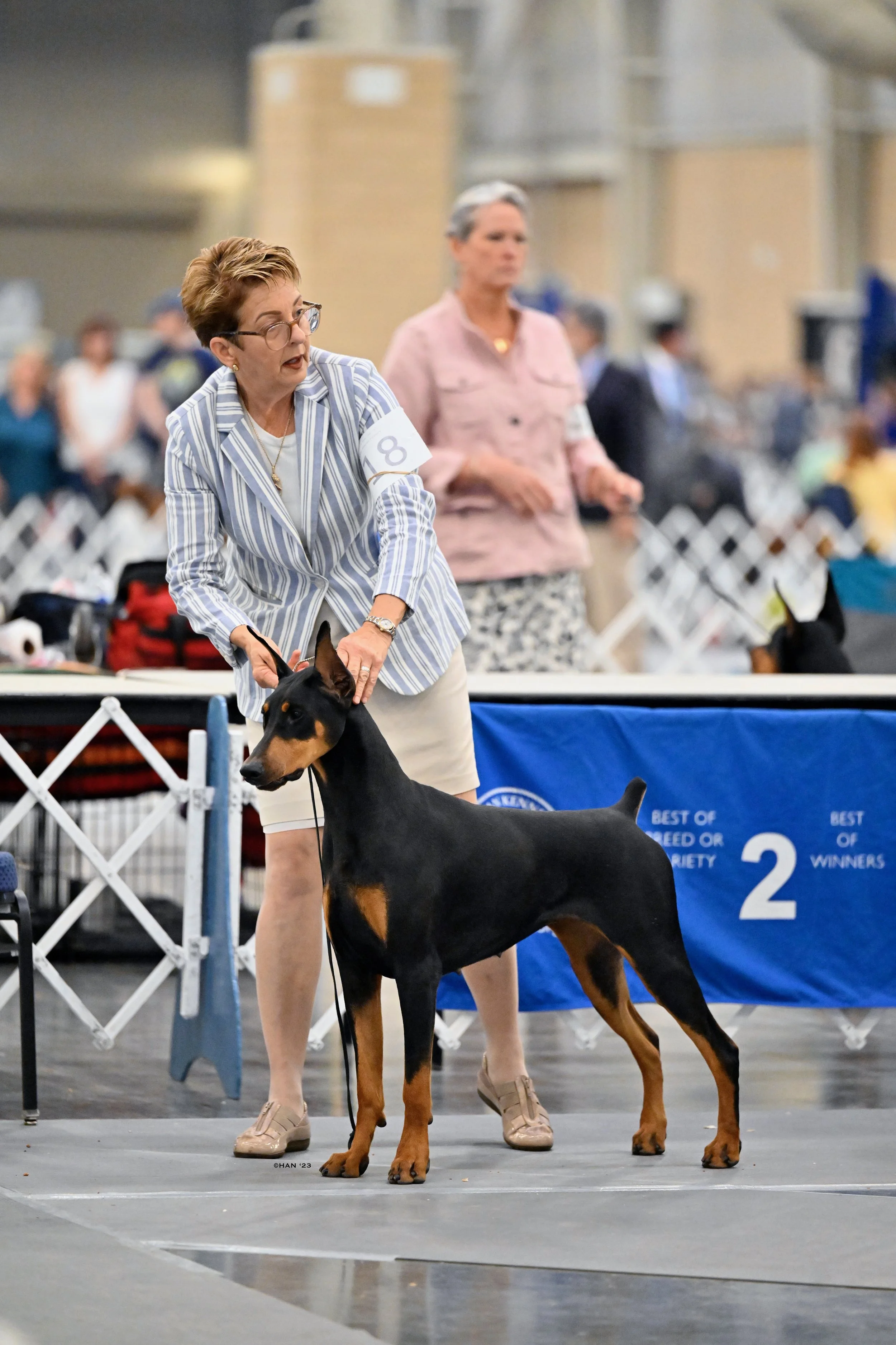 Doberman Spengler.jpeg