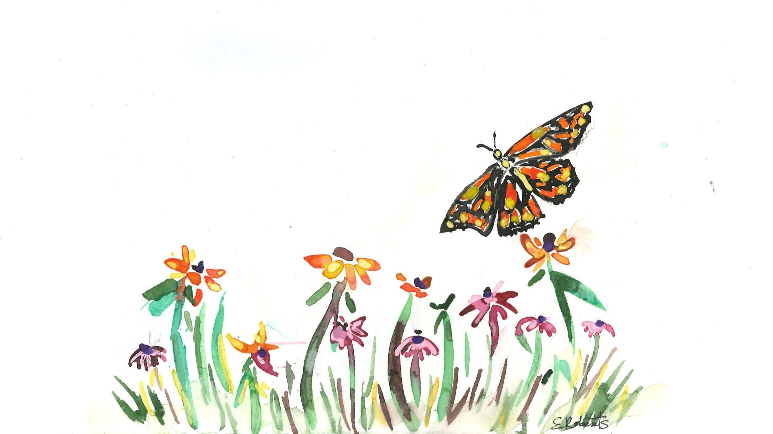 Butterfly+with+coneflower-jpg.jpg