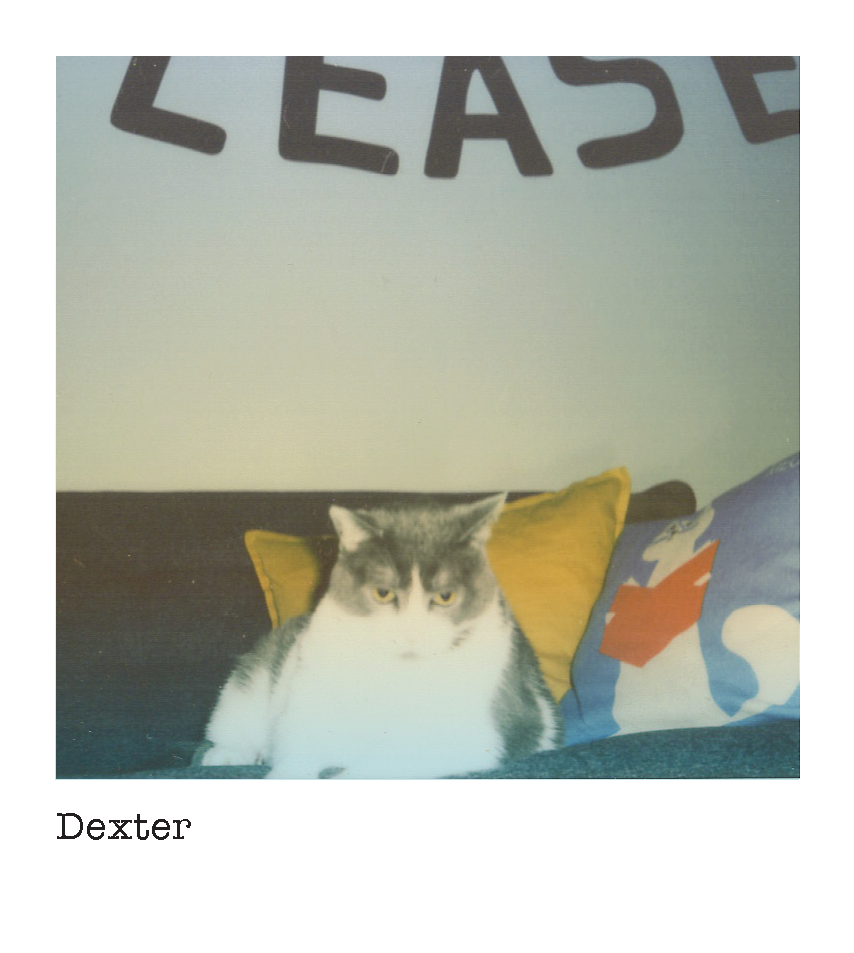 Dexter Best dog ever. Dial 420 to say hello.