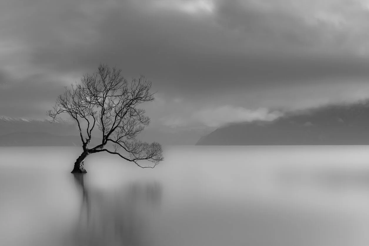 tree.jpg