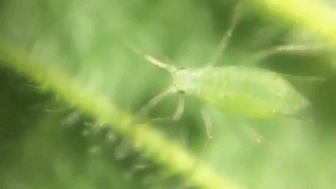 Actually, aphids are pretty cute