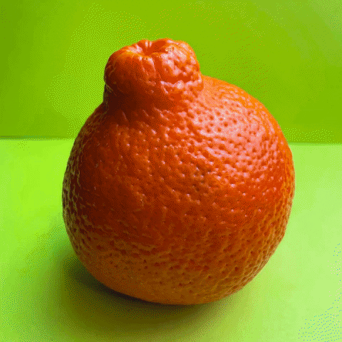 Orange tasting notes | How 6 random oranges from Safeway compare to one another
