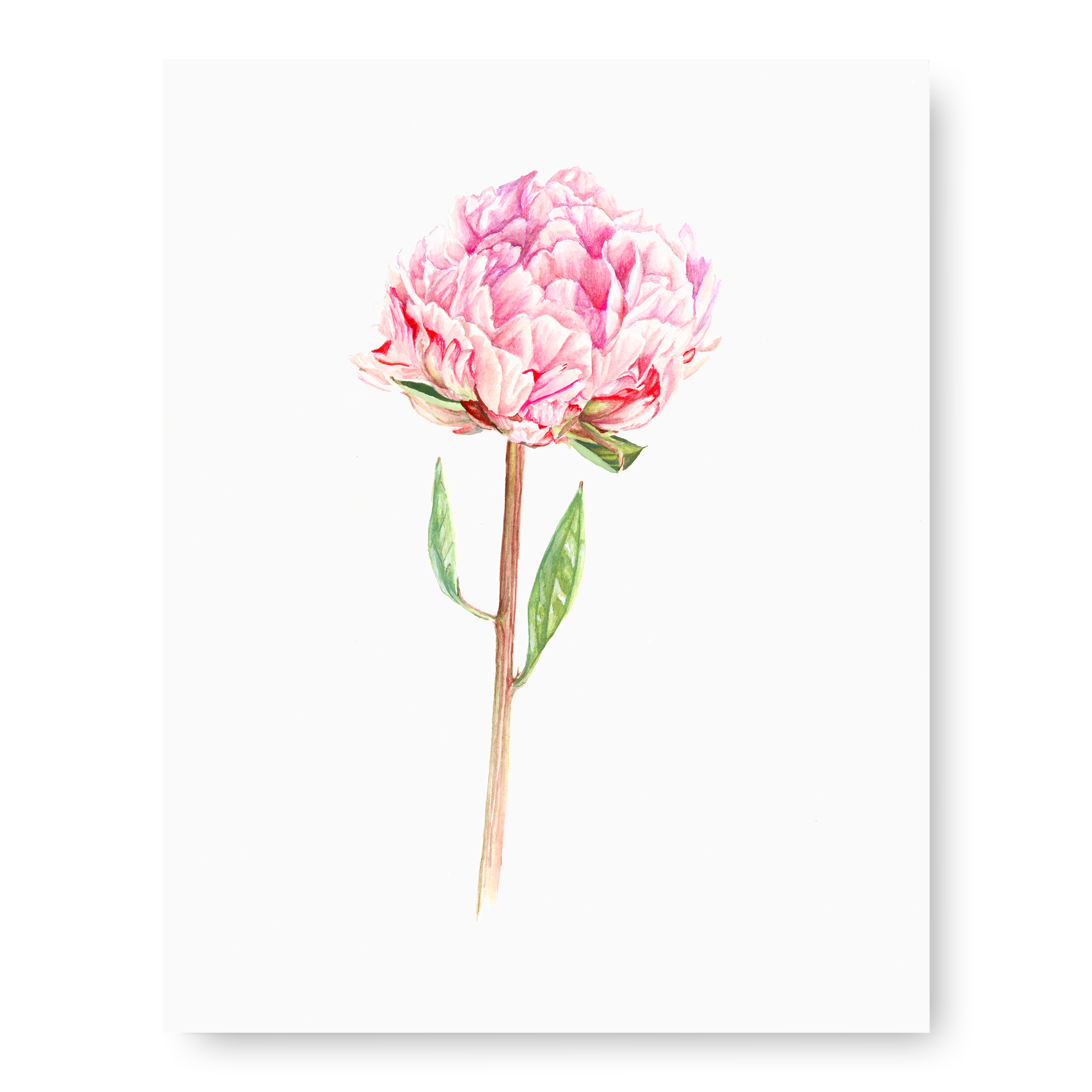 Peony Edit.png